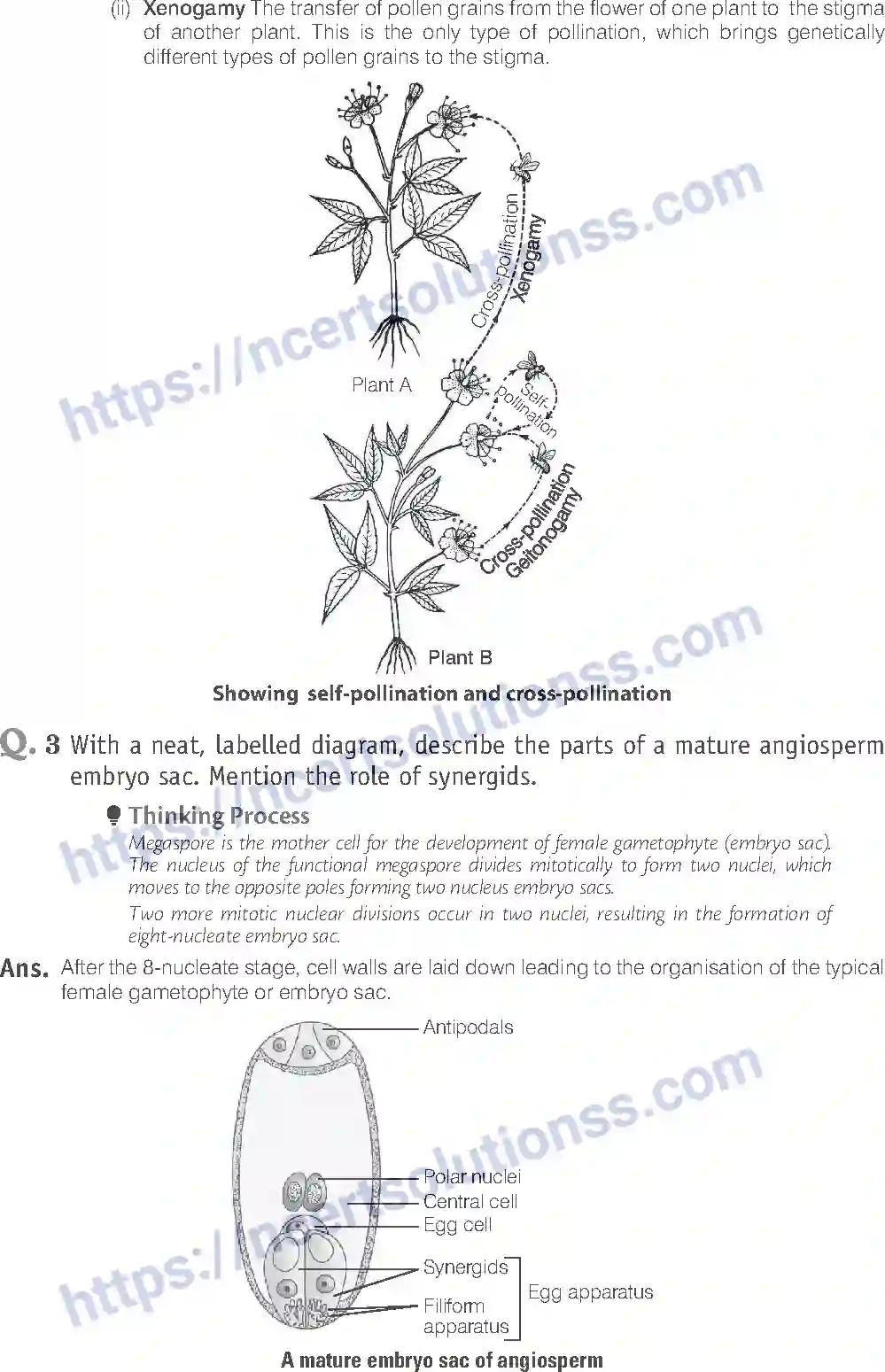 NCERT-Exemplar-Solution-Class-12-Biology-Sexual-Reproduction-in-Flowering-Plants-15-page-20