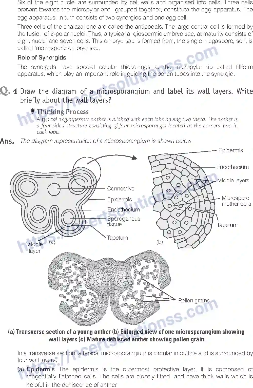 NCERT-Exemplar-Solution-Class-12-Biology-Sexual-Reproduction-in-Flowering-Plants-15-page-21