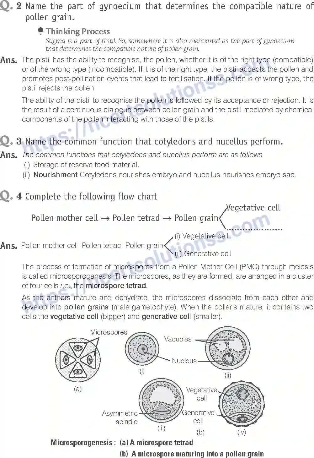 NCERT-Exemplar-Solution-Class-12-Biology-Sexual-Reproduction-in-Flowering-Plants-15-page-9