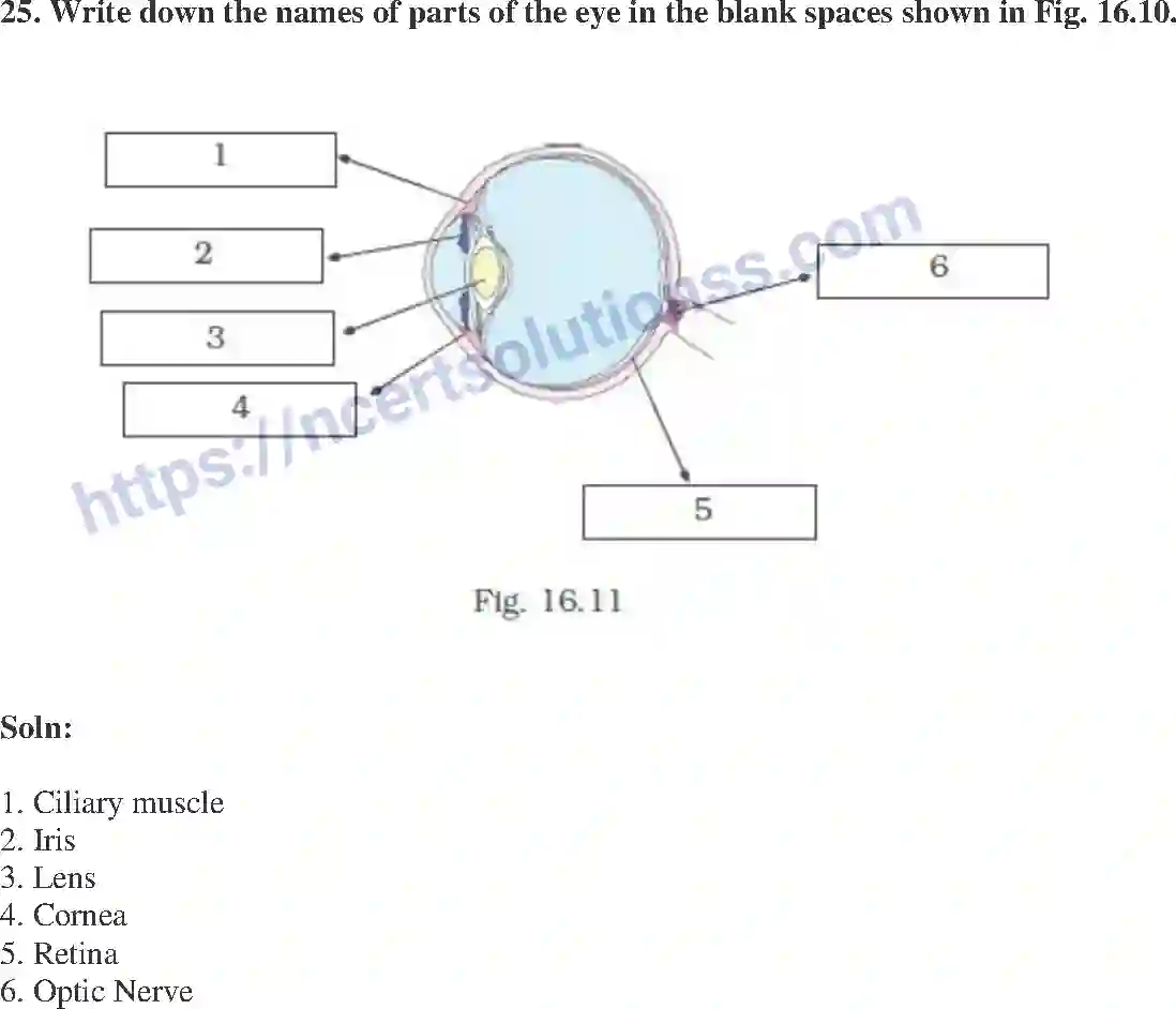 NCERT-Exemplar-Solution-Class-8-Science-Light-213-page-12