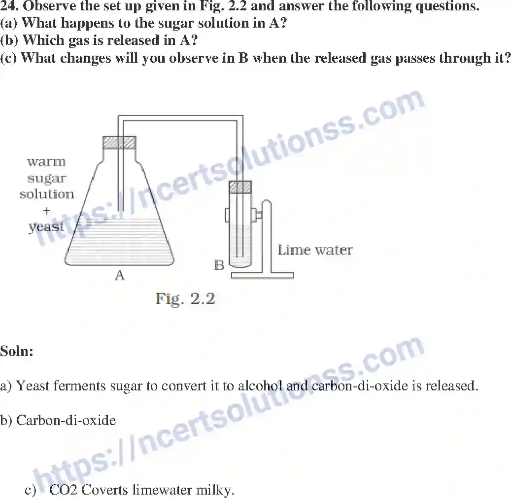 NCERT-Exemplar-Solution-Class-8-Science-Microorganisms-Friend-and-Foe-199-page-8
