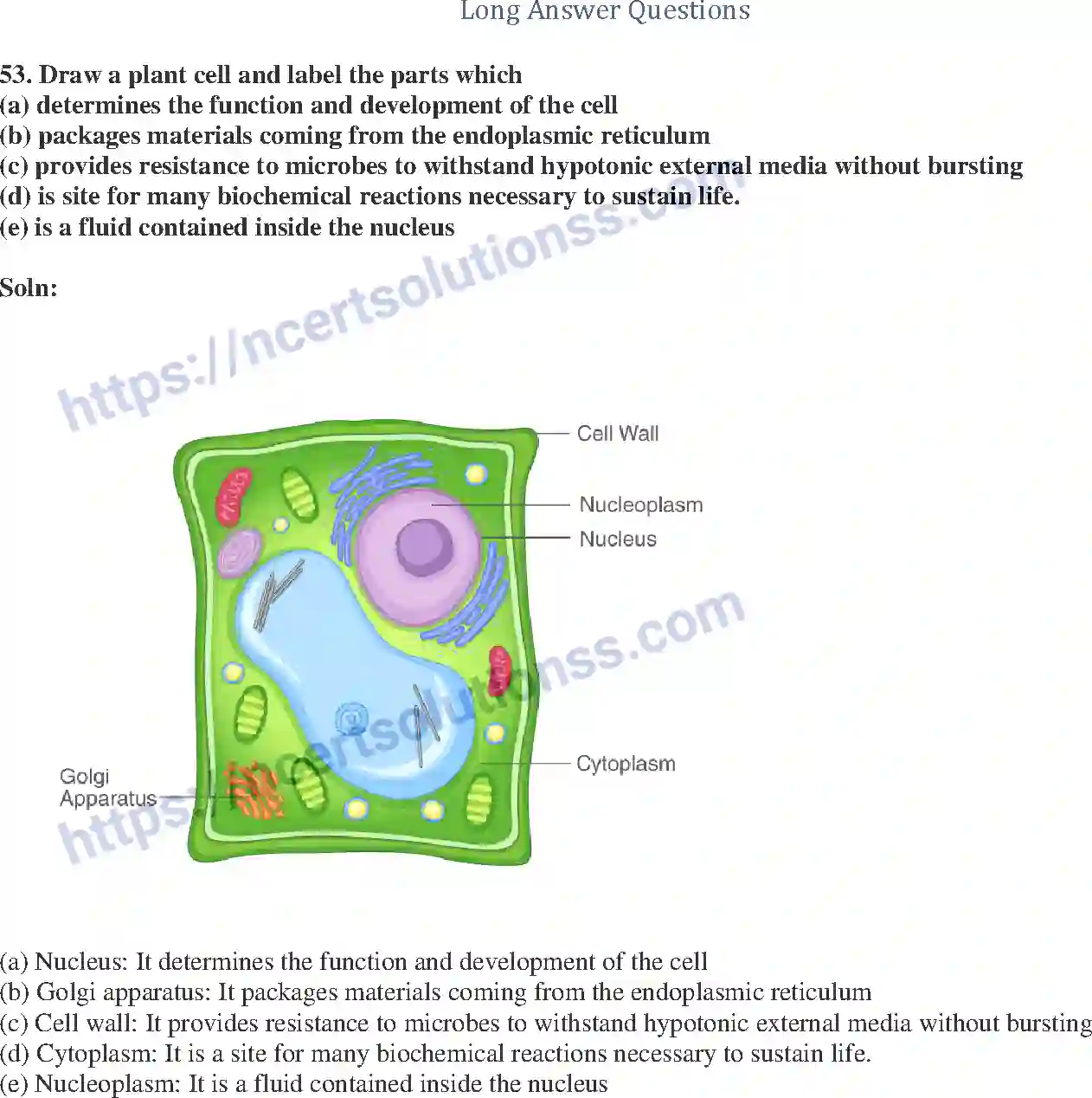 NCERT-Exemplar-Solution-Class-9-Science-The-Fundamental-Unit-of-Life-174-page-14