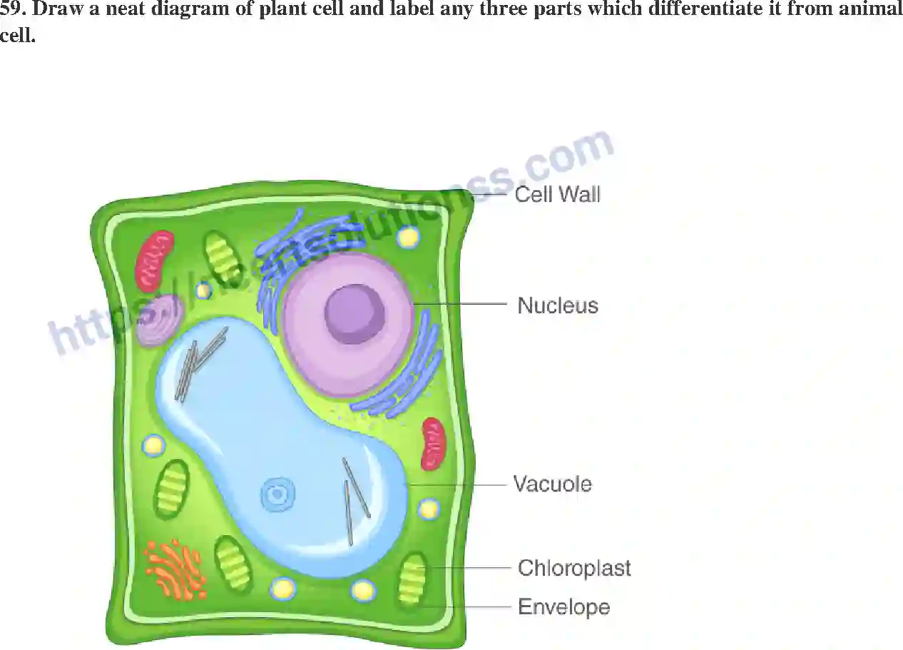 NCERT-Exemplar-Solution-Class-9-Science-The-Fundamental-Unit-of-Life-174-page-18