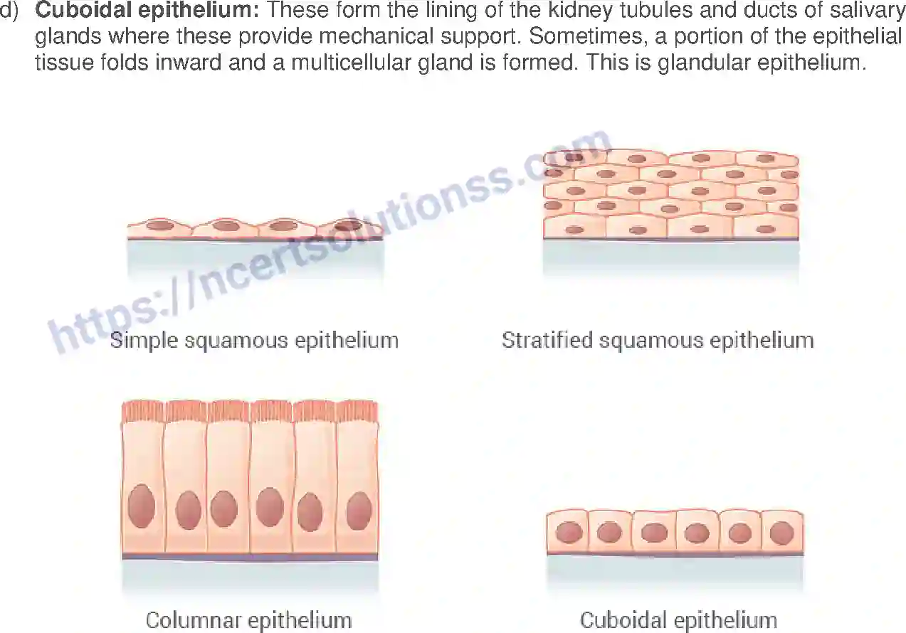 NCERT-Exemplar-Solution-Class-9-Science-Tissues-175-page-18