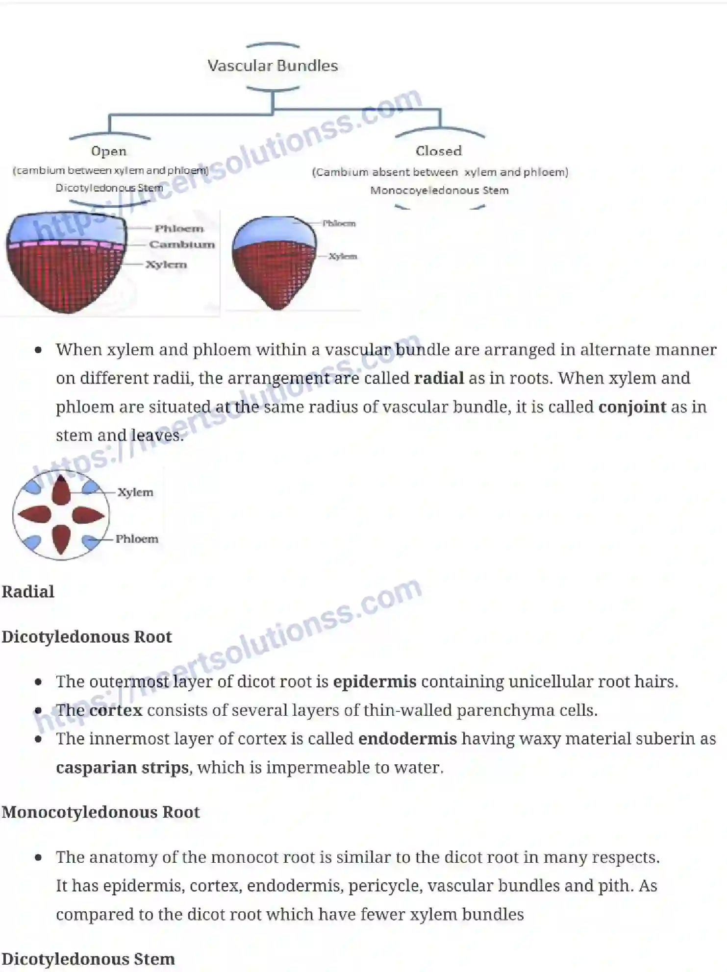 NCERT-Notes-Class-11-Biology-Anatomy-of-Flowering-Plants-230-page-5
