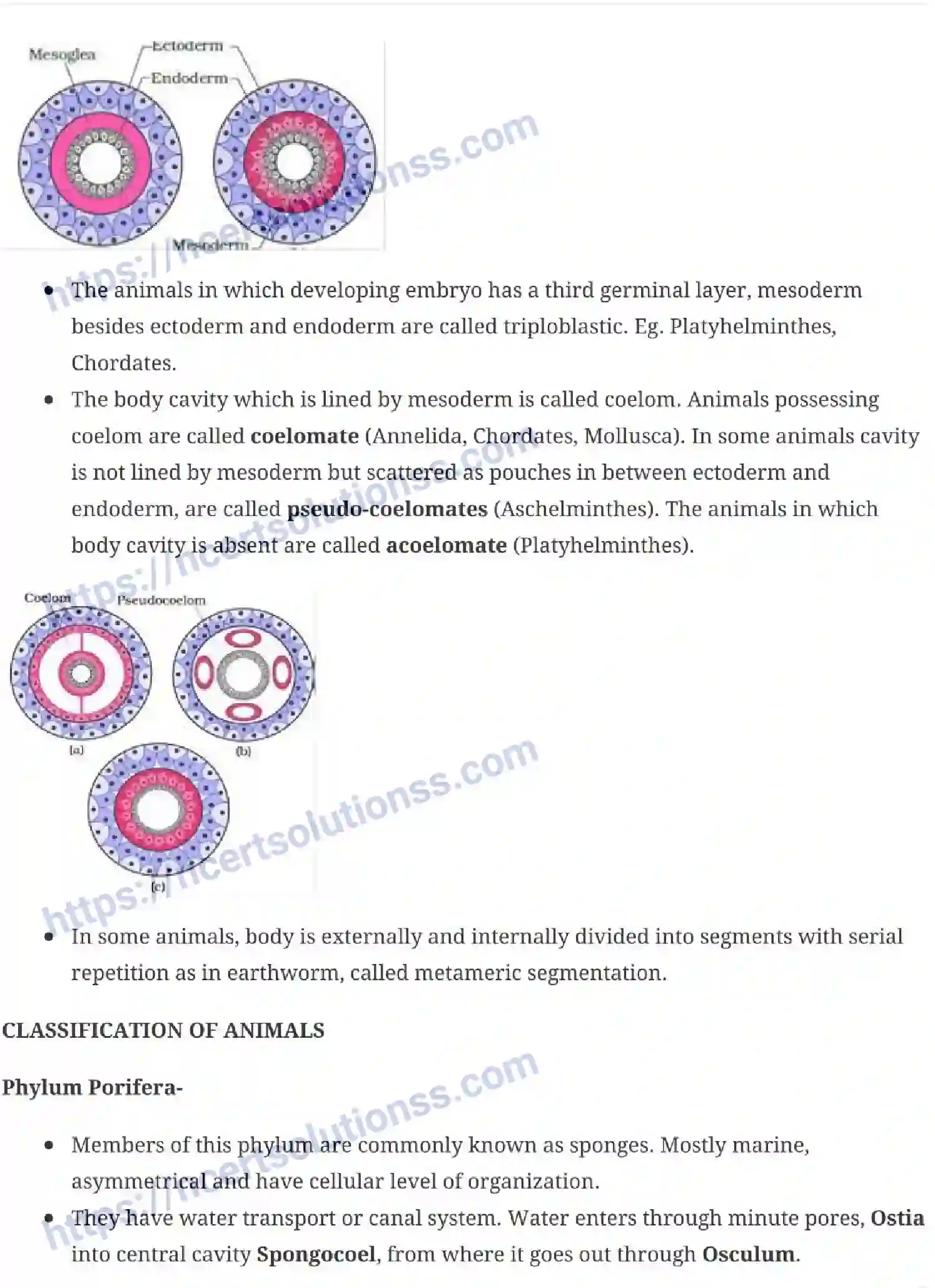 NCERT-Notes-Class-11-Biology-Animal-Kingdom-228-page-2