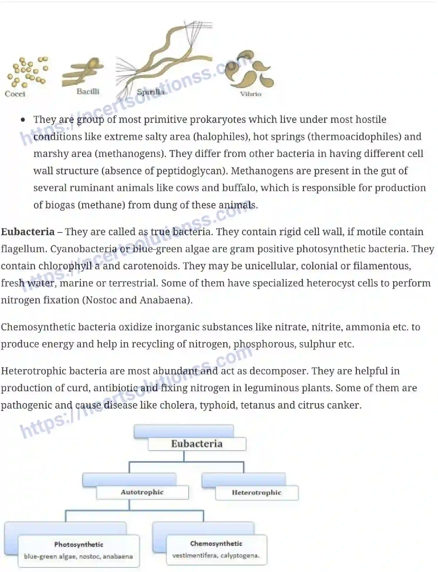 NCERT-Notes-Class-11-Biology-Biological-Classification-226-page-3