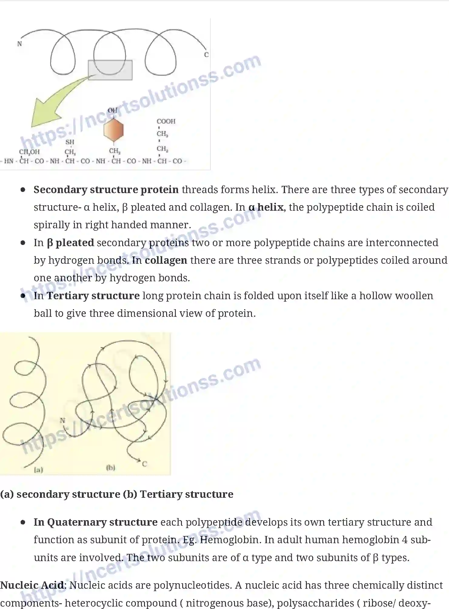 NCERT-Notes-Class-11-Biology-Biomolecule-233-page-4