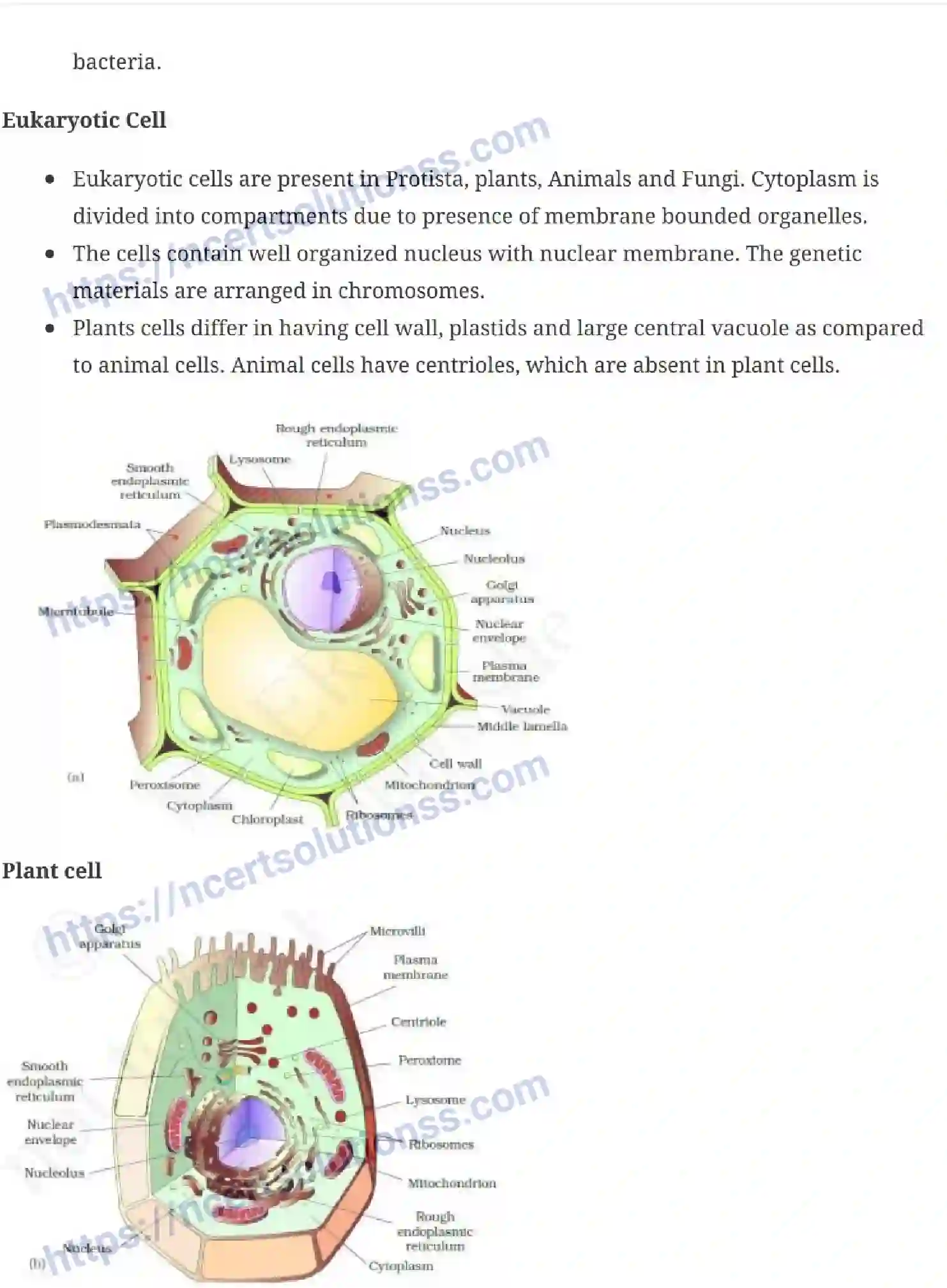 NCERT-Notes-Class-11-Biology-Cell-The-Unit-of-Life-232-page-3