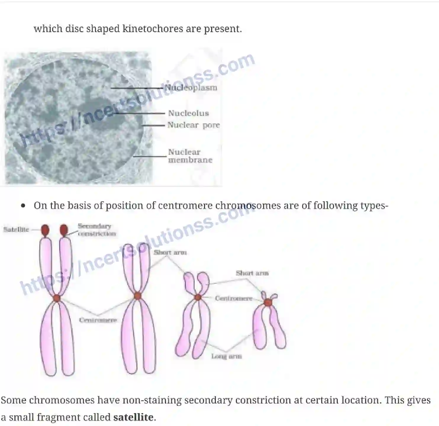 NCERT-Notes-Class-11-Biology-Cell-The-Unit-of-Life-232-page-8