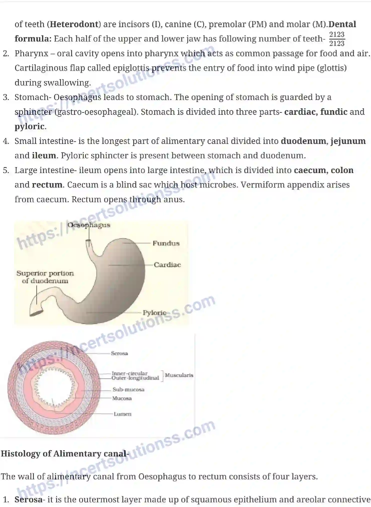 NCERT-Notes-Class-11-Biology-Digestion-and-Absorption-240-page-2