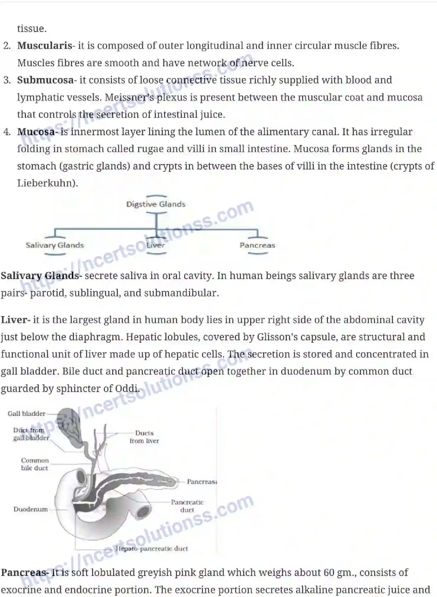 NCERT-Notes-Class-11-Biology-Digestion-and-Absorption-240-page-3