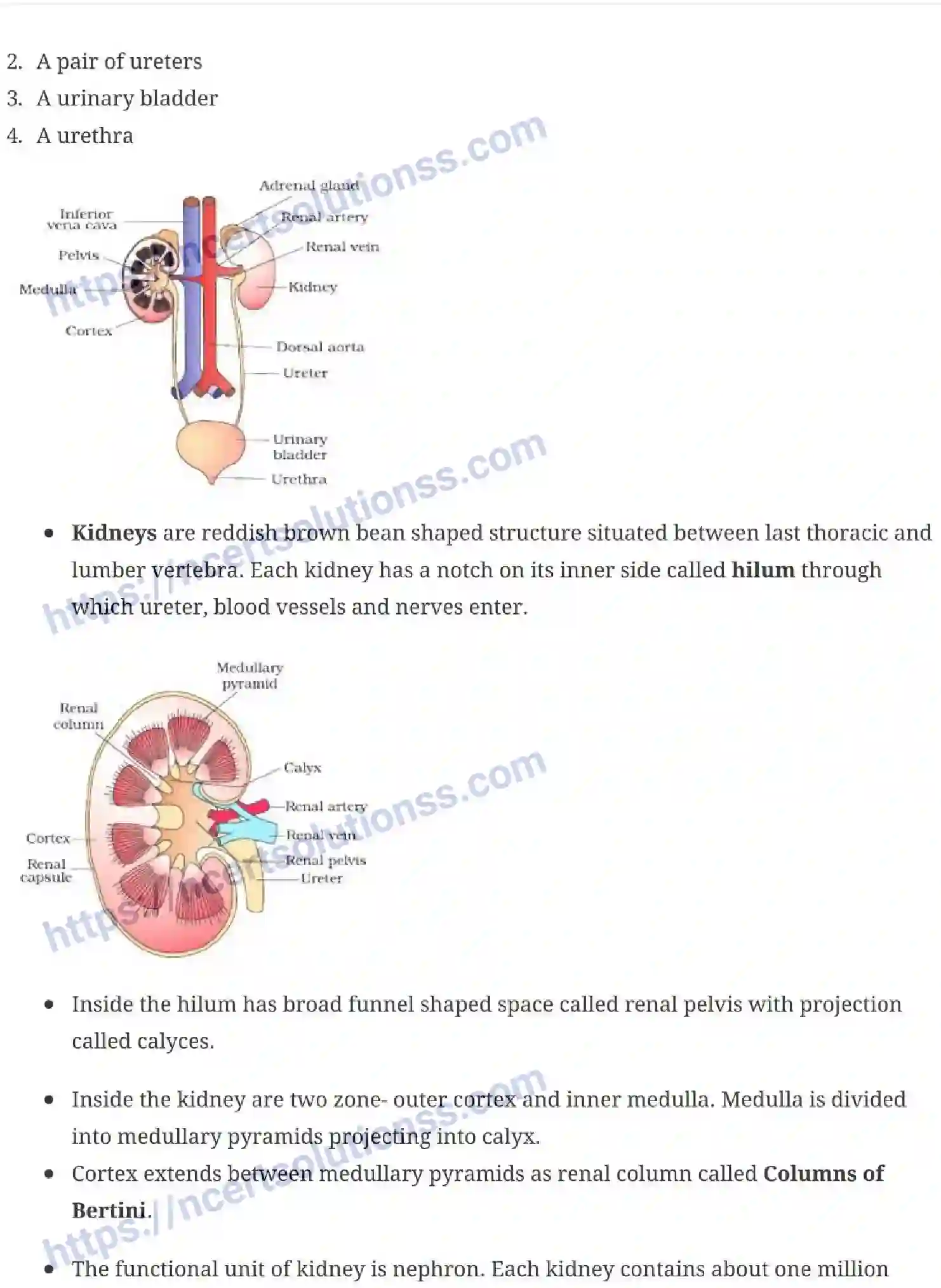 NCERT-Notes-Class-11-Biology-Excretion-Excretory-Products-and-their-Elimination-243-page-2
