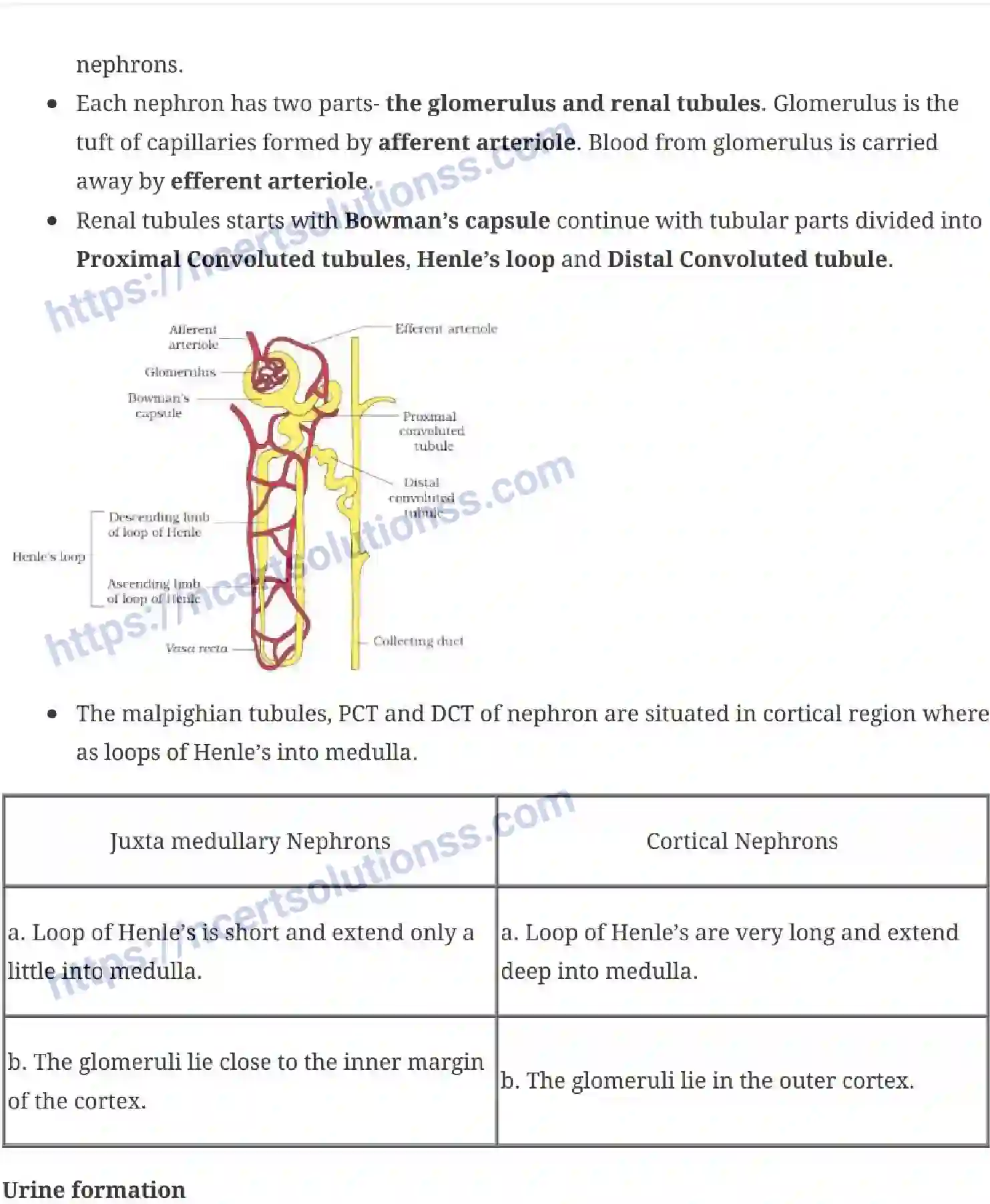 NCERT-Notes-Class-11-Biology-Excretion-Excretory-Products-and-their-Elimination-243-page-3