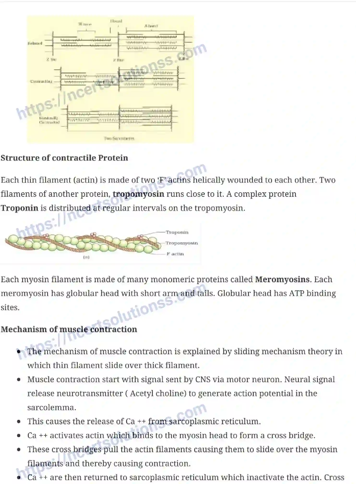 NCERT-Notes-Class-11-Biology-Locomotion-and-Movement-244-page-3