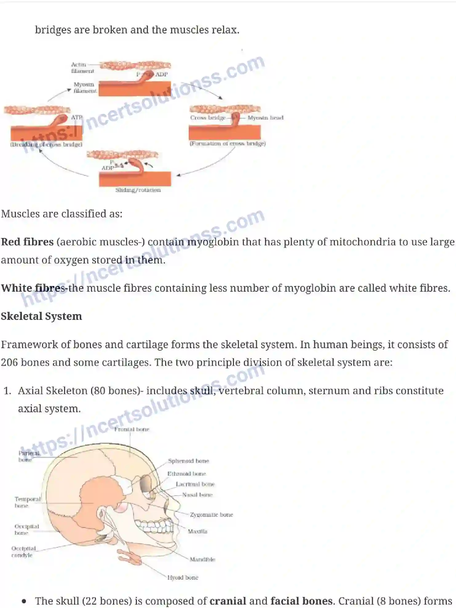 NCERT-Notes-Class-11-Biology-Locomotion-and-Movement-244-page-4