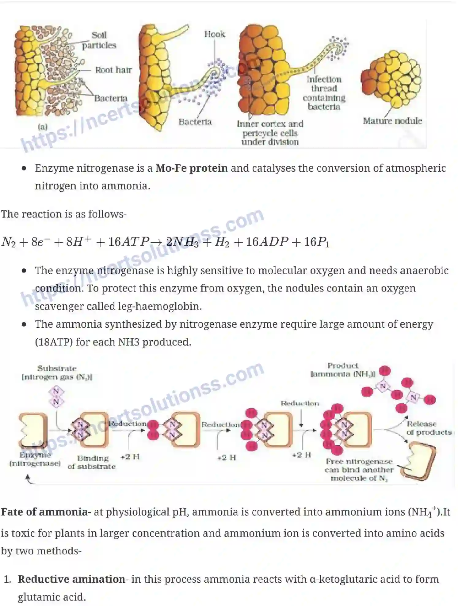 NCERT-Notes-Class-11-Biology-Mineral-Nutrition-236-page-7