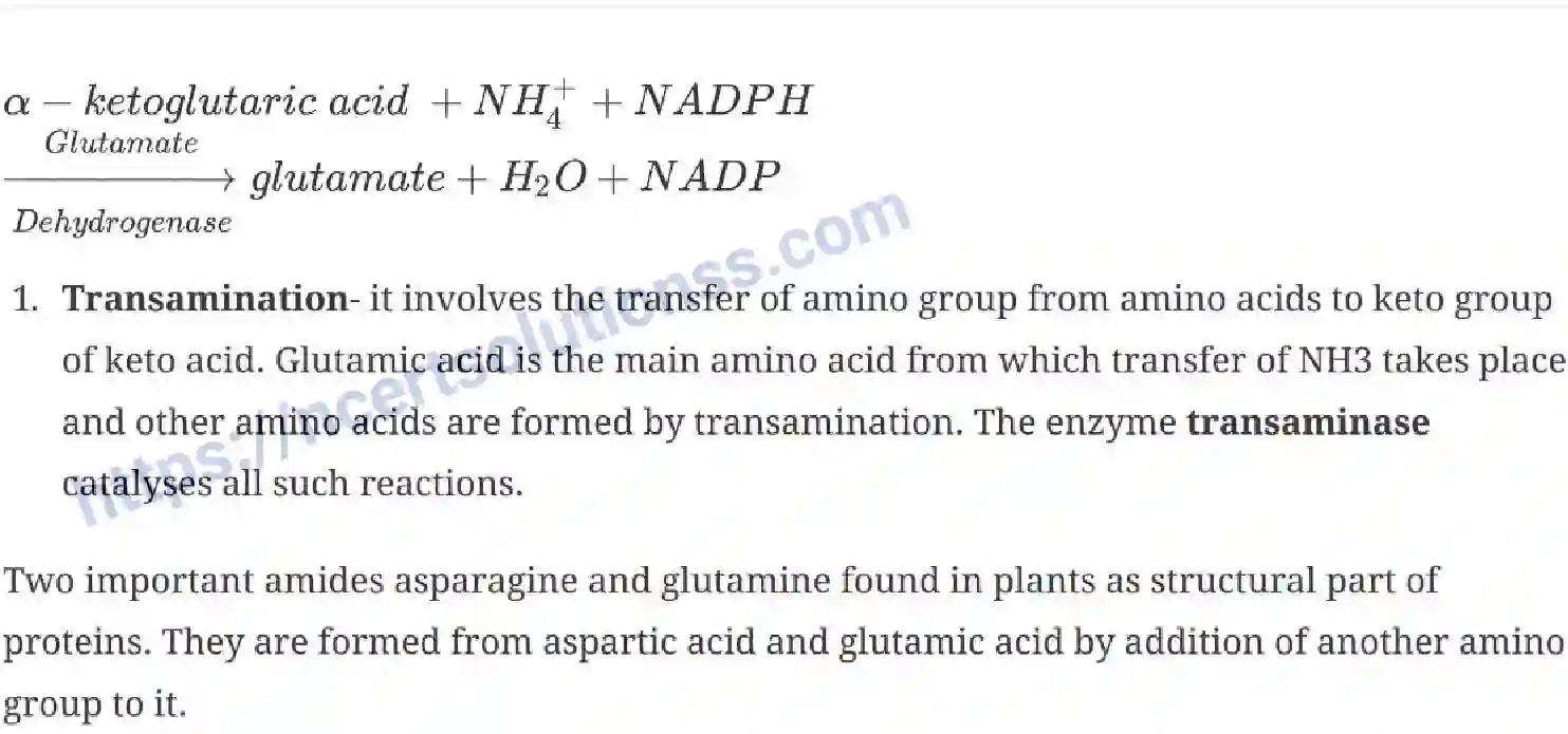 NCERT-Notes-Class-11-Biology-Mineral-Nutrition-236-page-8