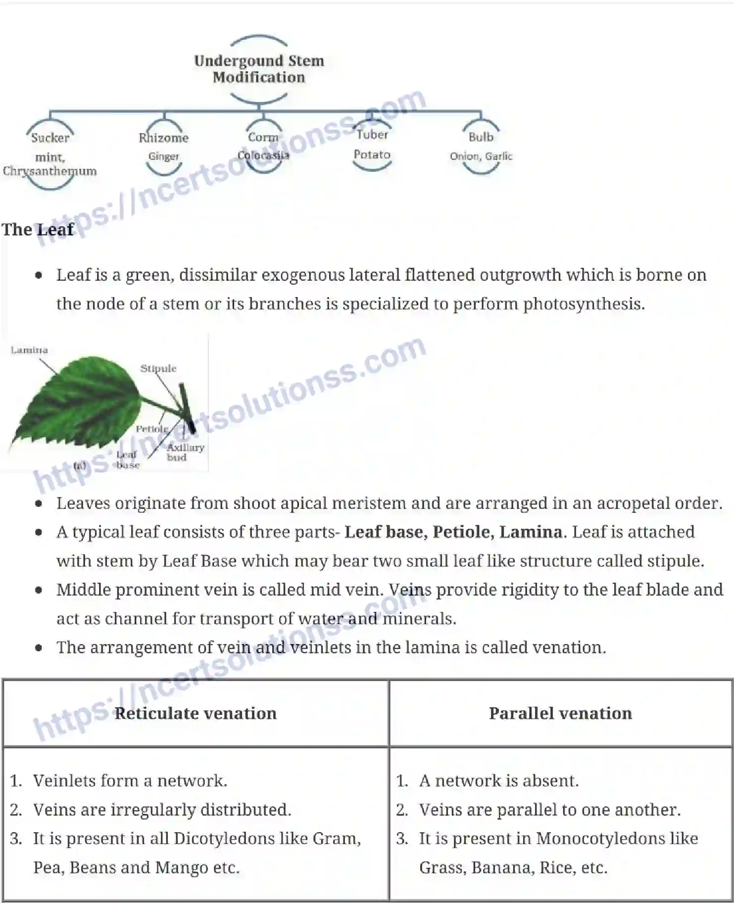 NCERT-Notes-Class-11-Biology-Morphology-Of-Flowering-Plants-229-page-4