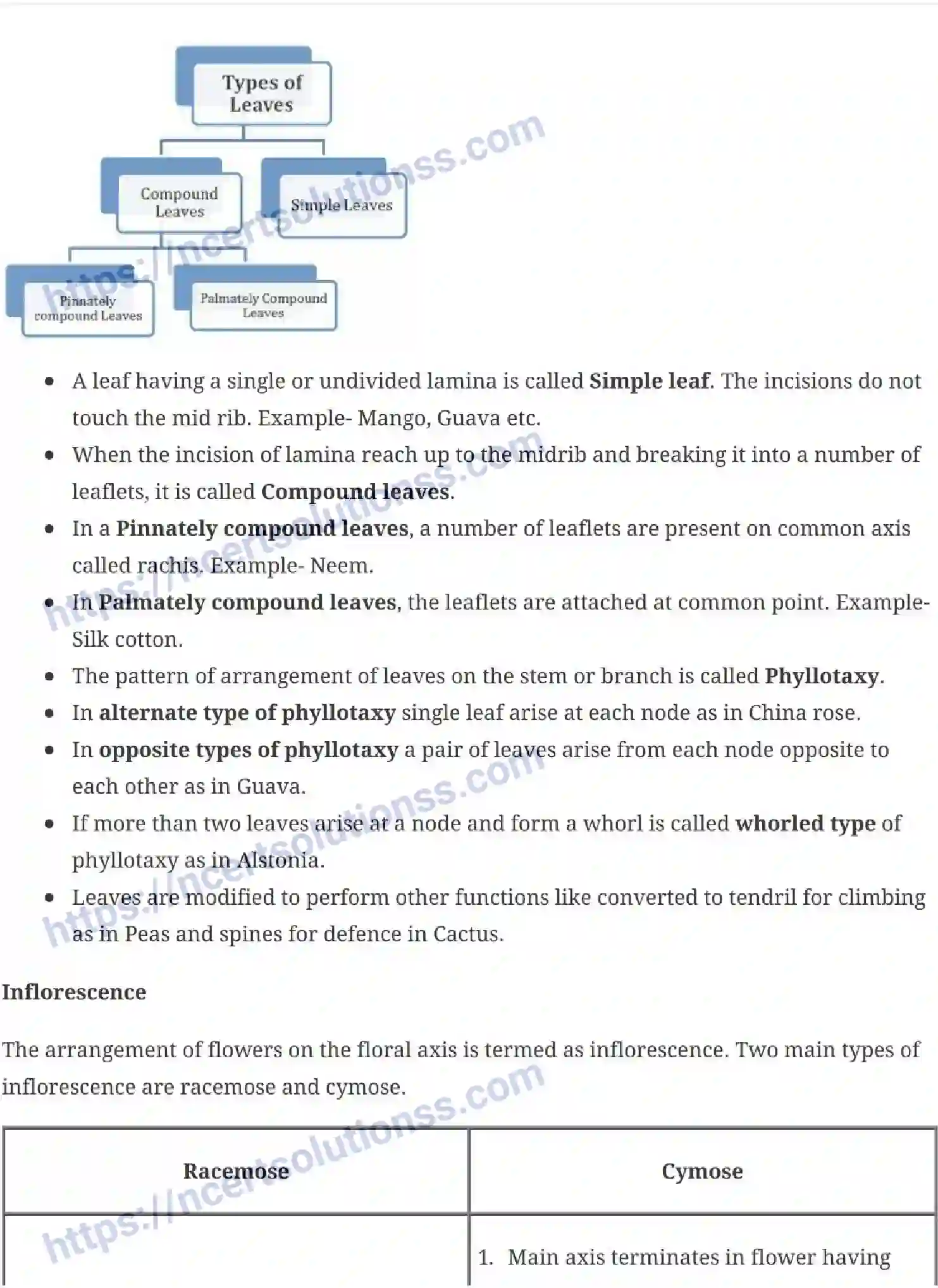 NCERT-Notes-Class-11-Biology-Morphology-Of-Flowering-Plants-229-page-5