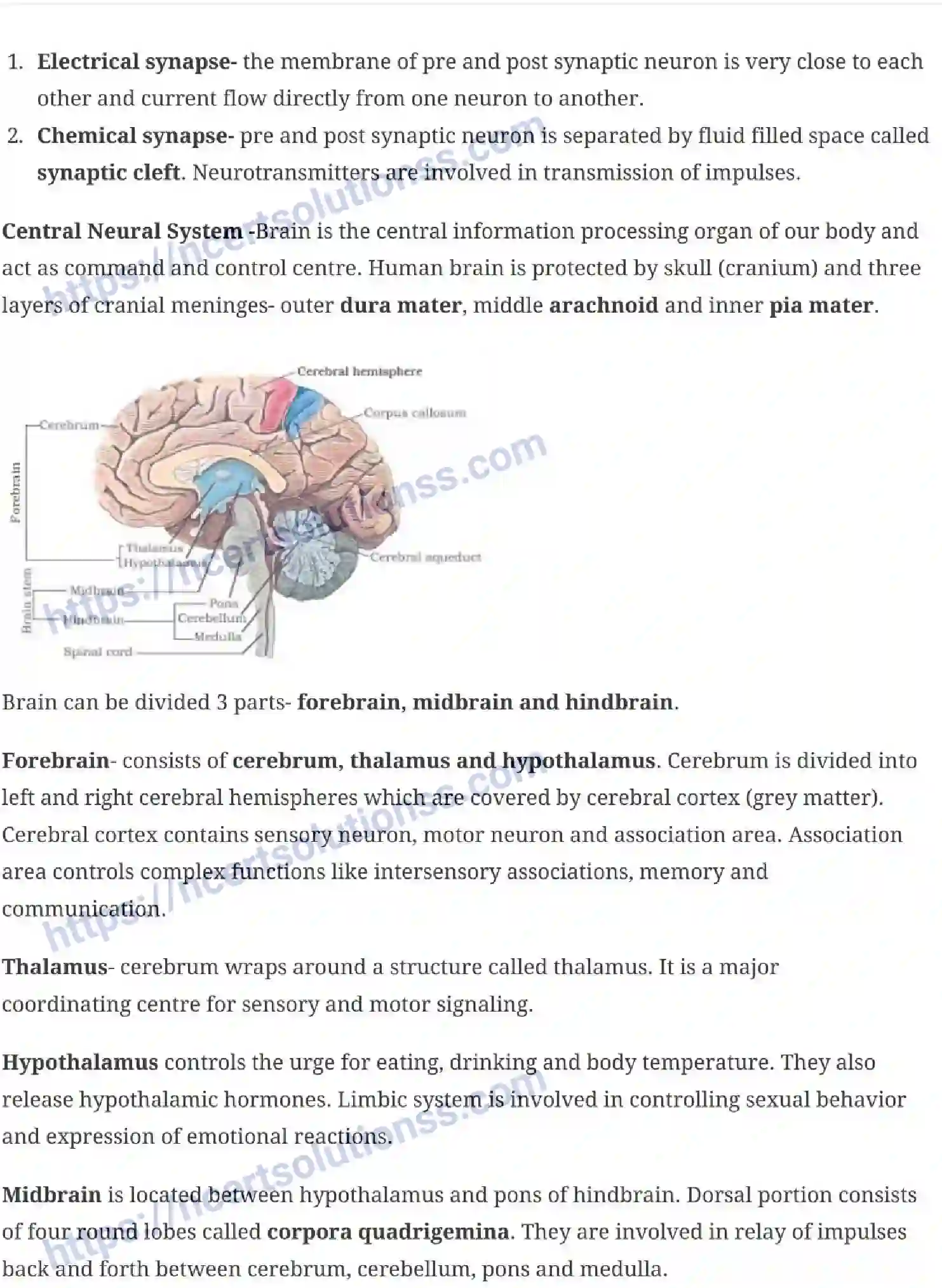 NCERT-Notes-Class-11-Biology-Neural-Control-and-Coordination-245-page-4