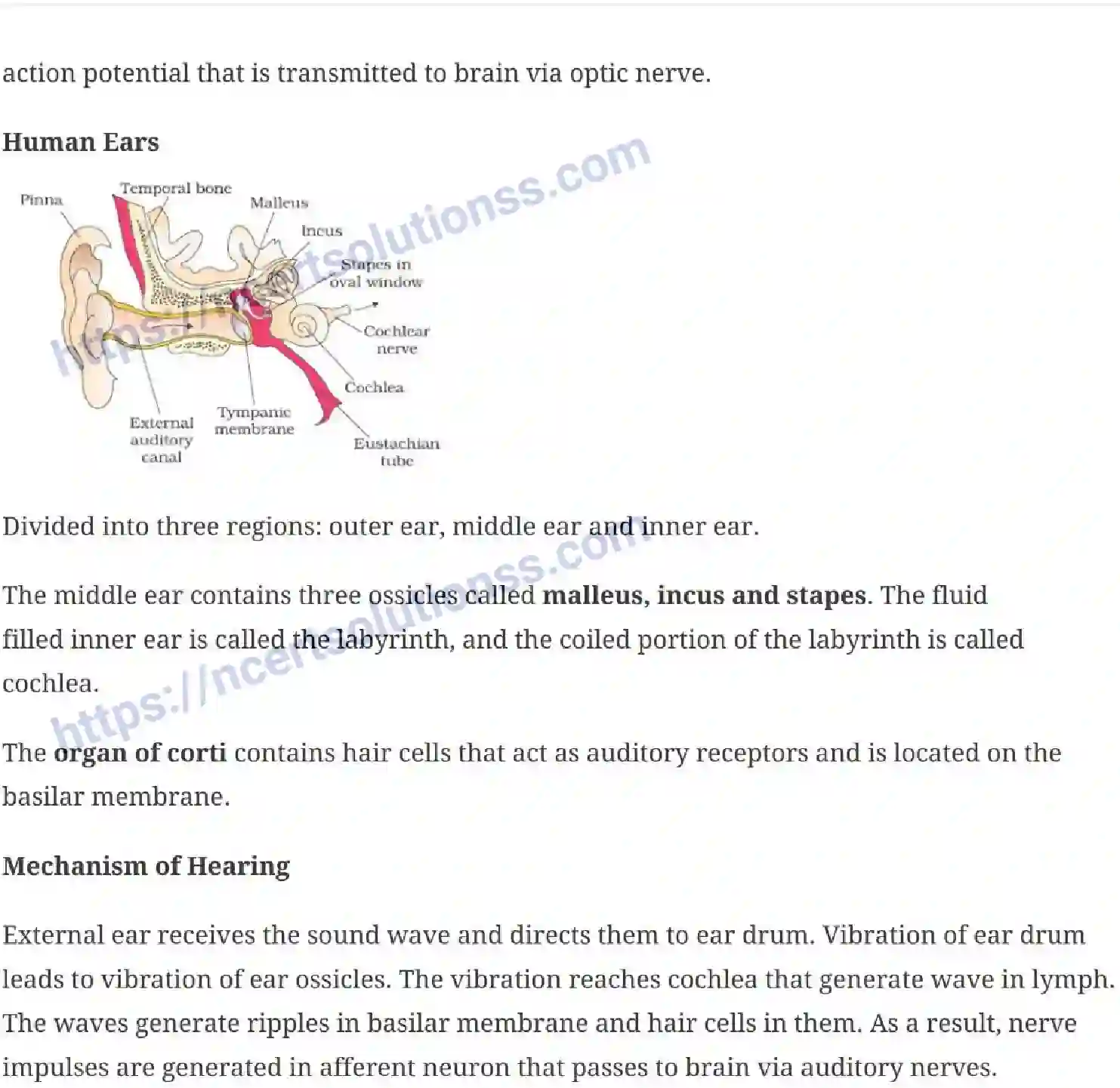 NCERT-Notes-Class-11-Biology-Neural-Control-and-Coordination-245-page-6