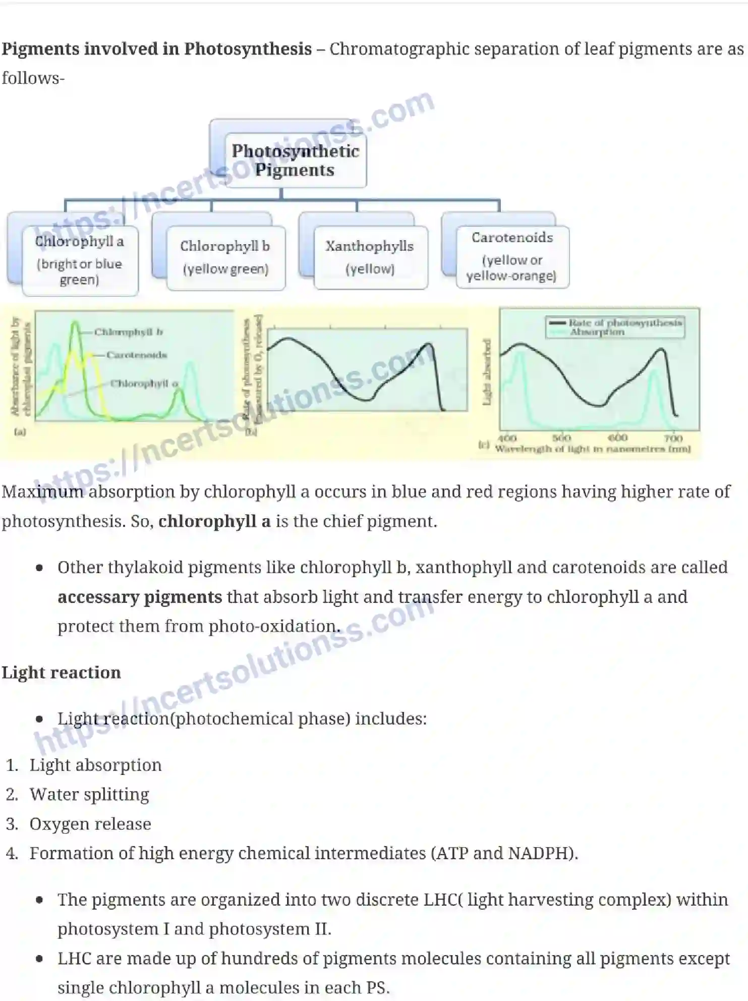 NCERT-Notes-Class-11-Biology-Photosynthesis-in-Higher-Plants-237-page-3