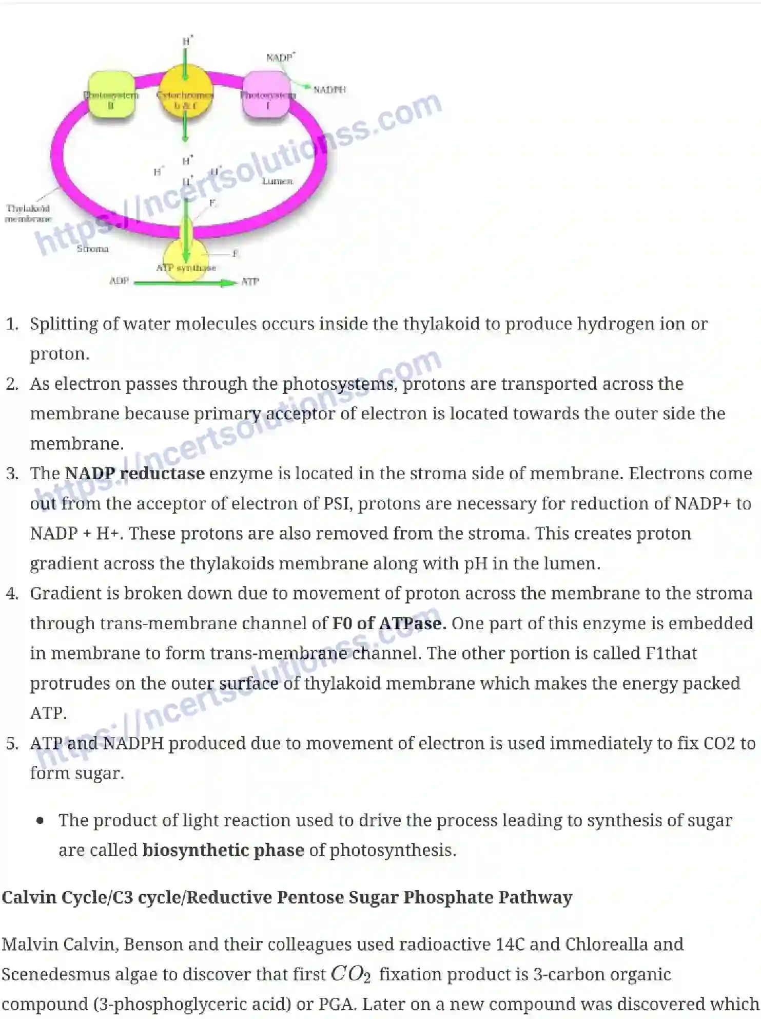 NCERT-Notes-Class-11-Biology-Photosynthesis-in-Higher-Plants-237-page-6