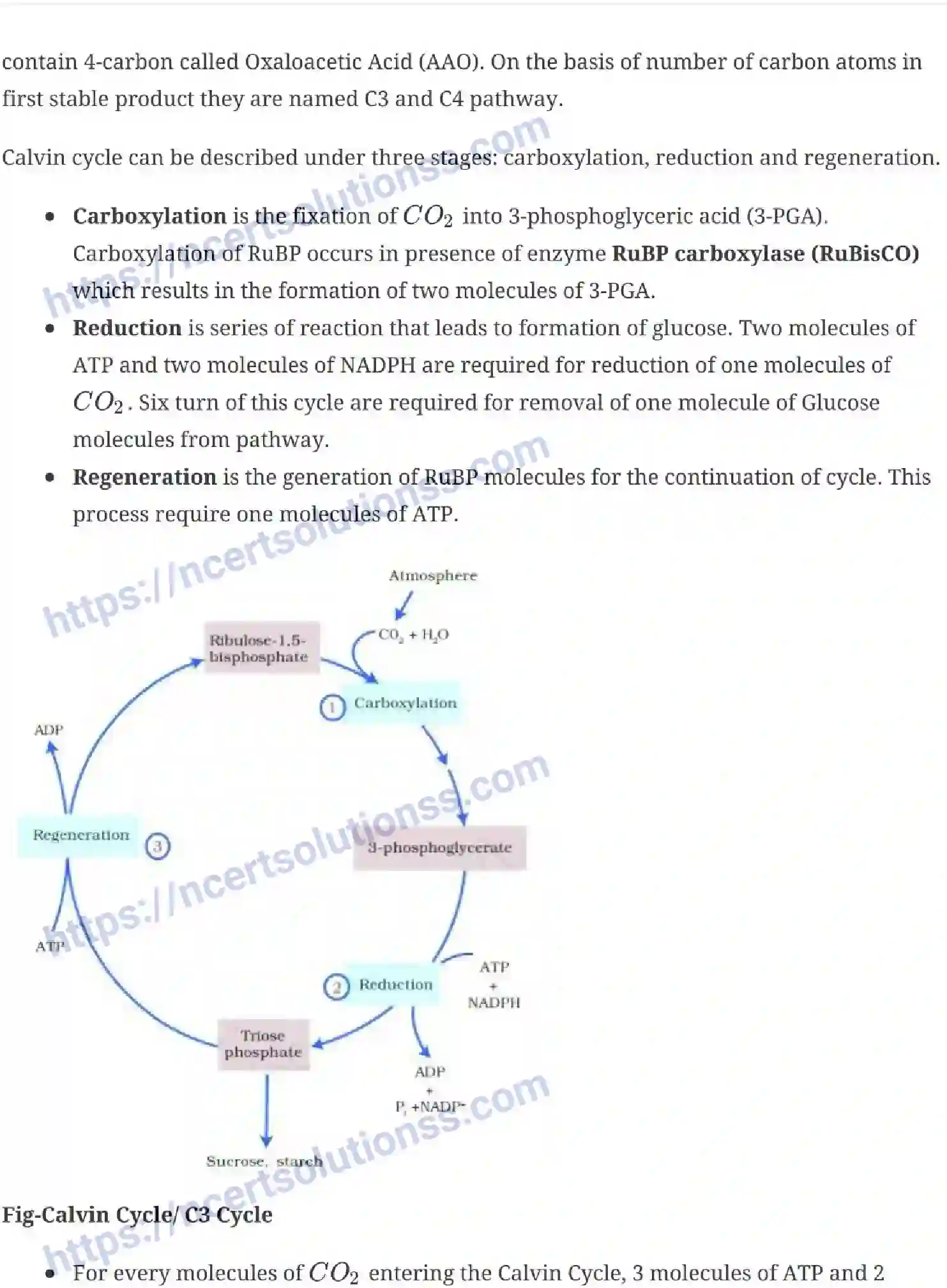 NCERT-Notes-Class-11-Biology-Photosynthesis-in-Higher-Plants-237-page-7
