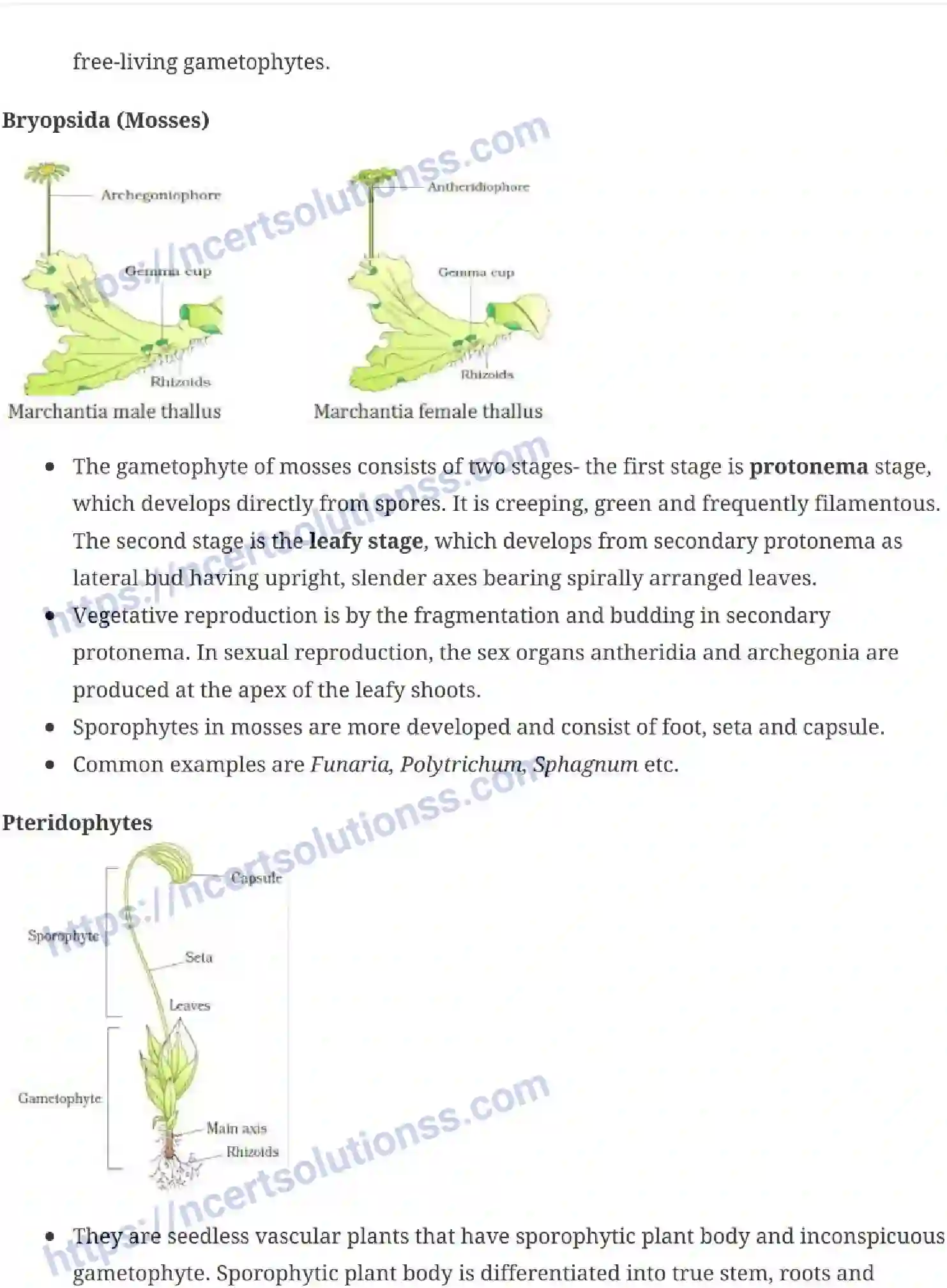 NCERT-Notes-Class-11-Biology-Plant-Kingdom-227-page-4