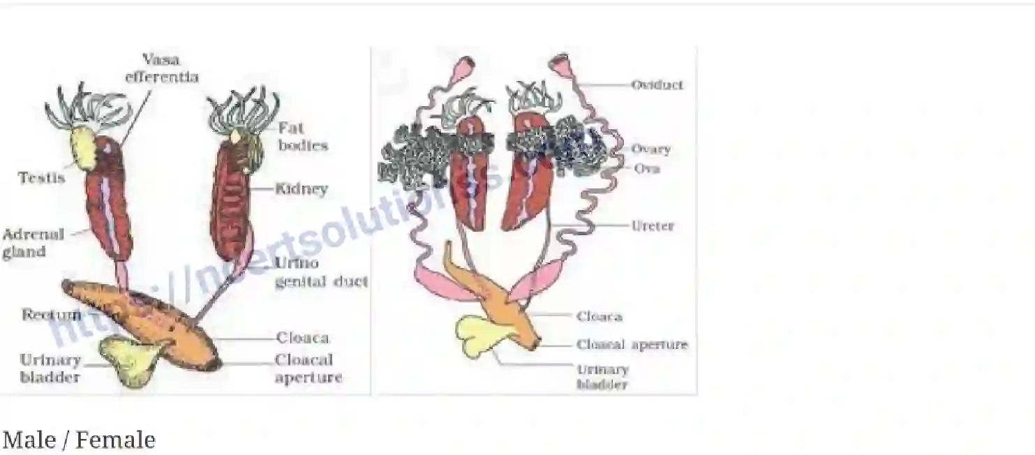 NCERT-Notes-Class-11-Biology-Structural-Organization-in-Animals-231-page-11