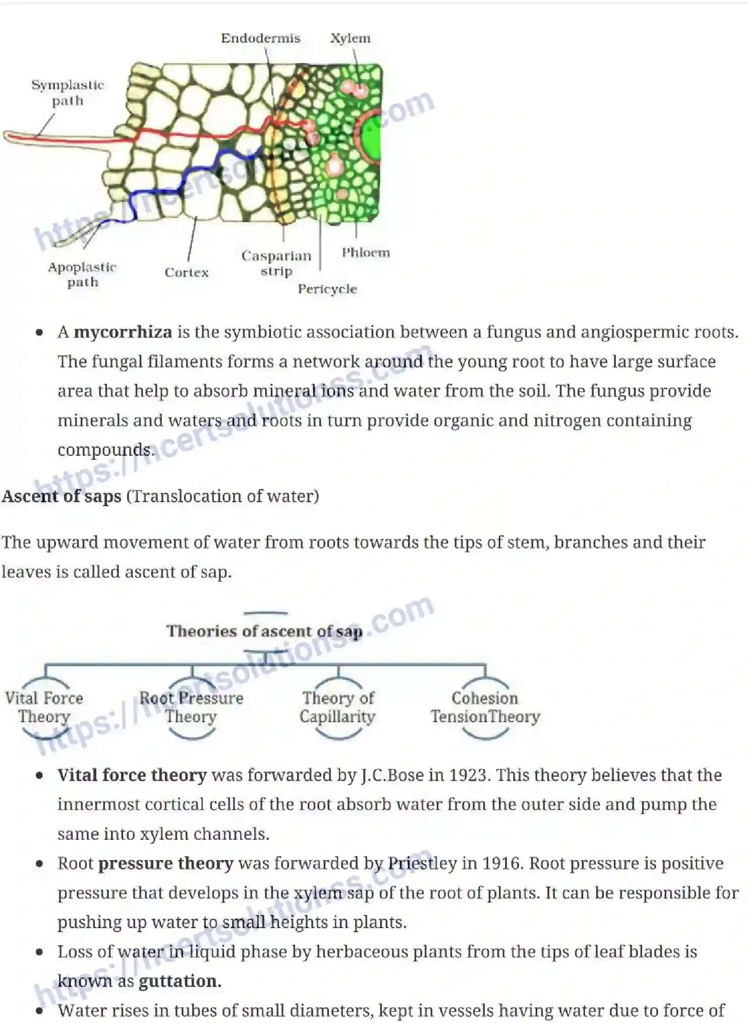 NCERT-Notes-Class-11-Biology-Transportation-in-Plants-235-page-7