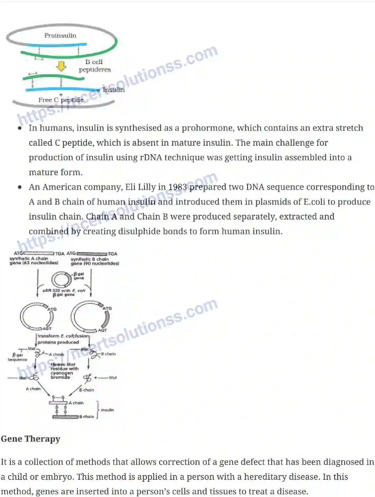 NCERT-Notes-Class-12-Biology-Biotechnology-and-Its-Applications-25-page-4