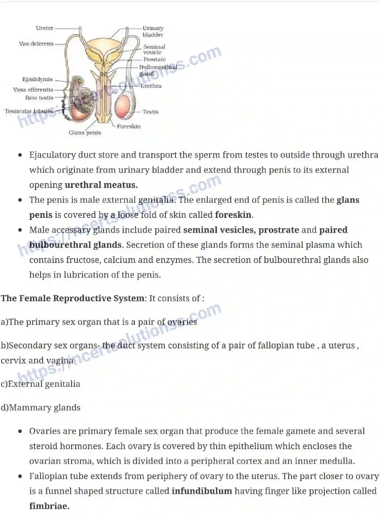 NCERT-Notes-Class-12-Biology-Human-Reproduction-16-page-2
