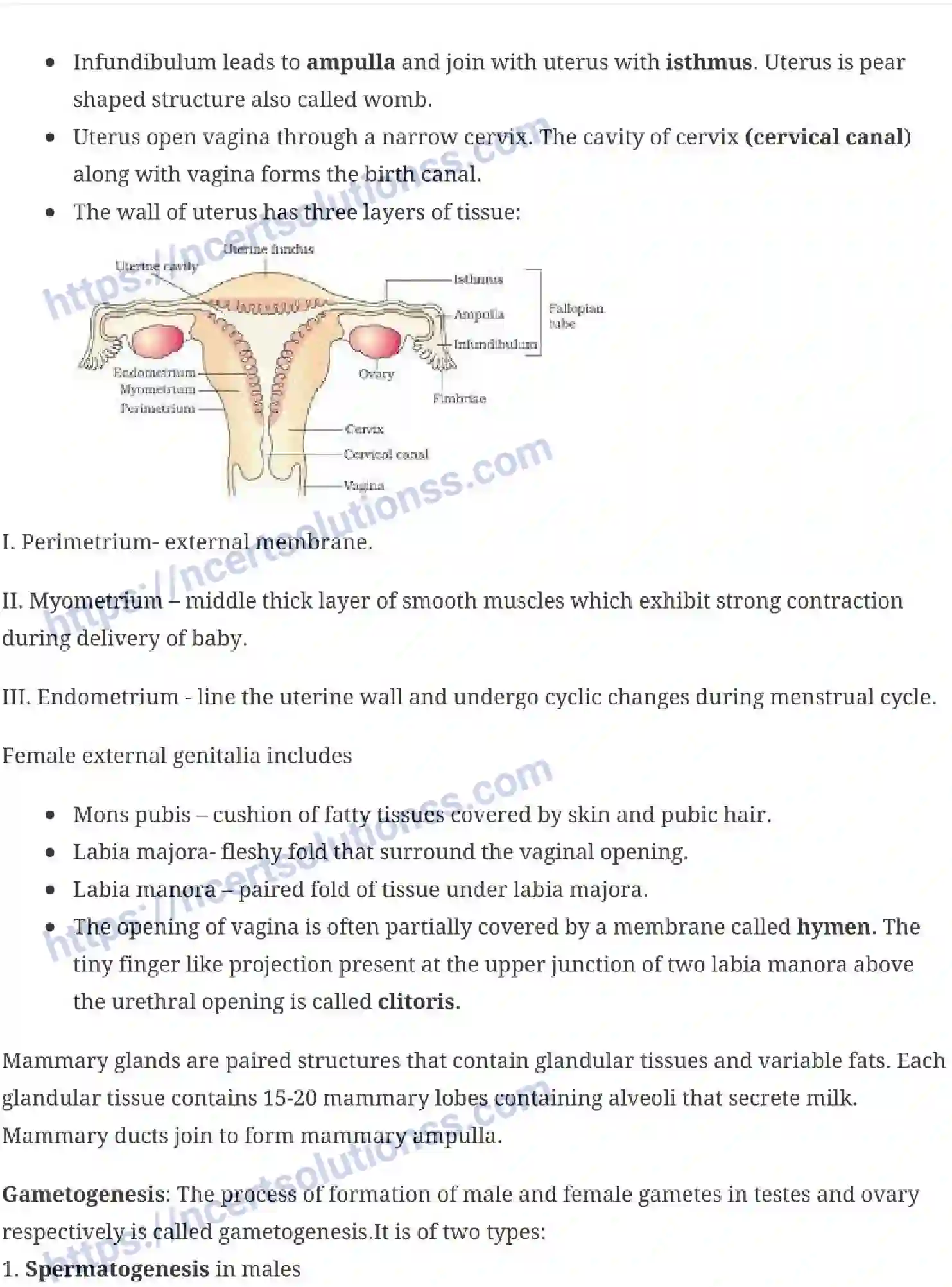 NCERT-Notes-Class-12-Biology-Human-Reproduction-16-page-3