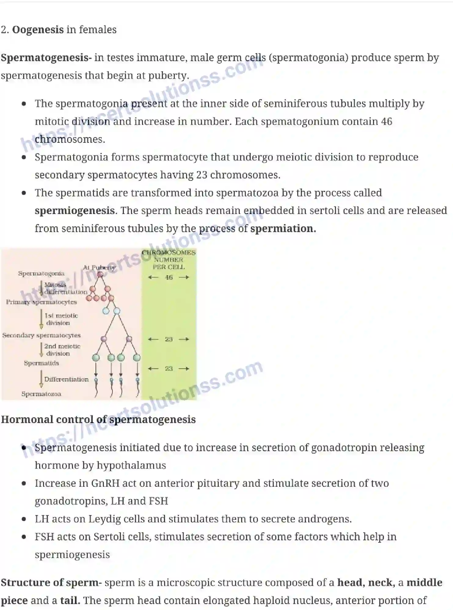 NCERT-Notes-Class-12-Biology-Human-Reproduction-16-page-4