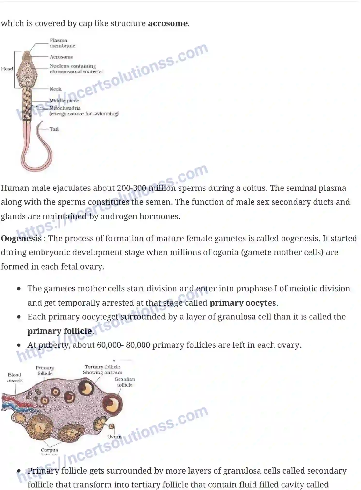 NCERT-Notes-Class-12-Biology-Human-Reproduction-16-page-5
