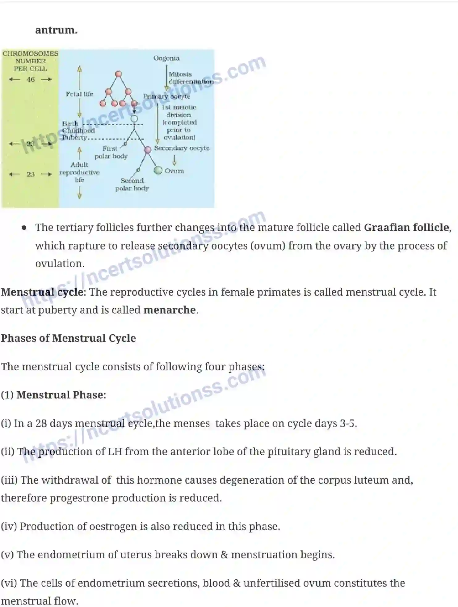 NCERT-Notes-Class-12-Biology-Human-Reproduction-16-page-6