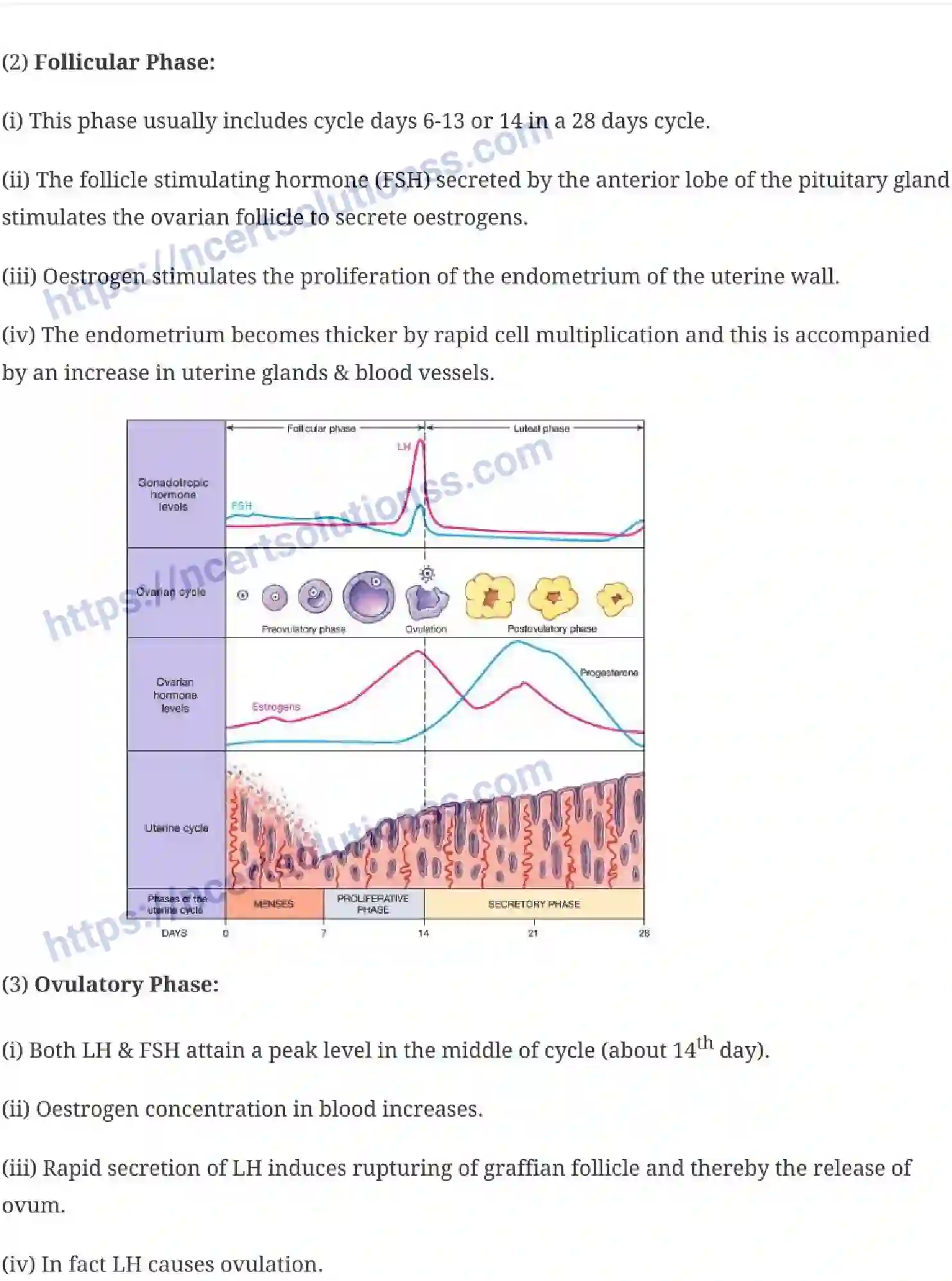 NCERT-Notes-Class-12-Biology-Human-Reproduction-16-page-7