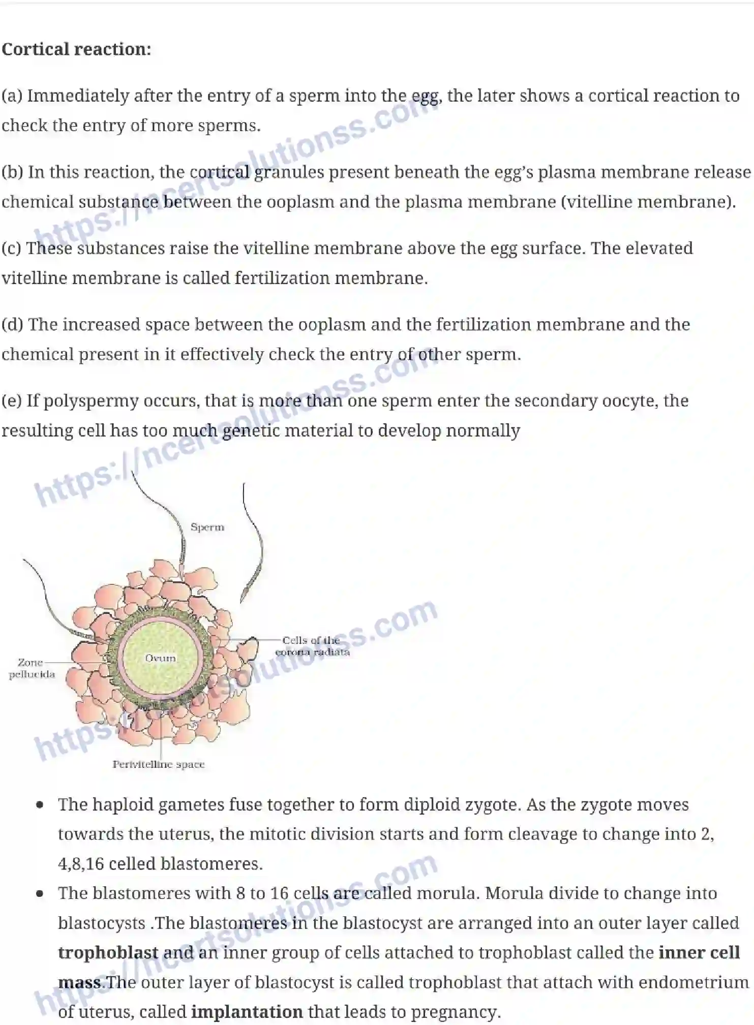 NCERT-Notes-Class-12-Biology-Human-Reproduction-16-page-9