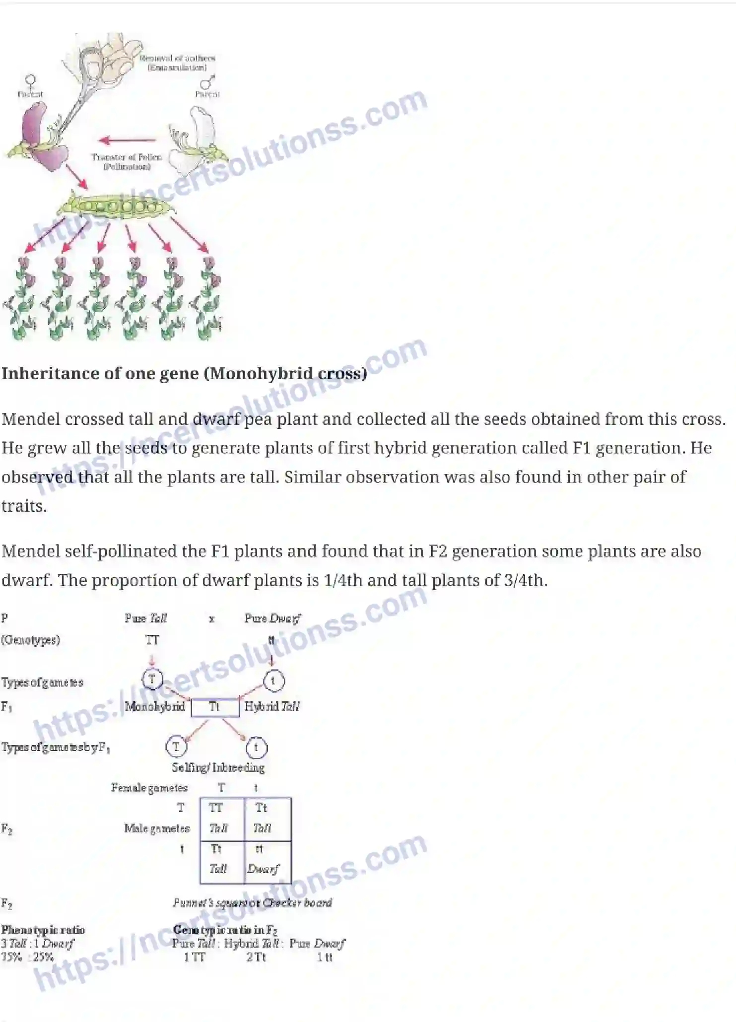 NCERT-Notes-Class-12-Biology-Principles-of-Inheritance-and-Variation-18-page-3