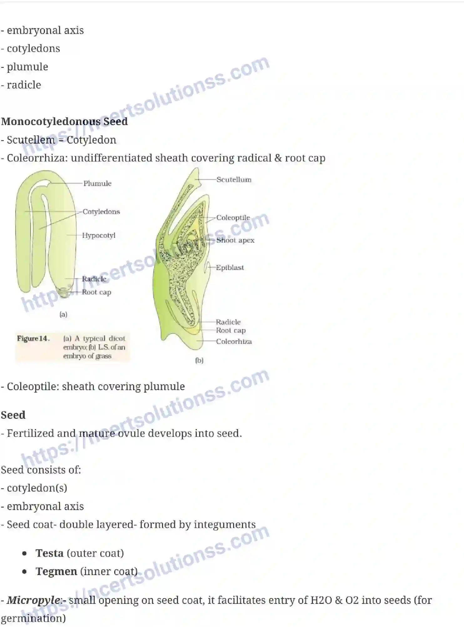 NCERT-Notes-Class-12-Biology-Sexual-Reproduction-in-Flowering-Plants-15-page-10