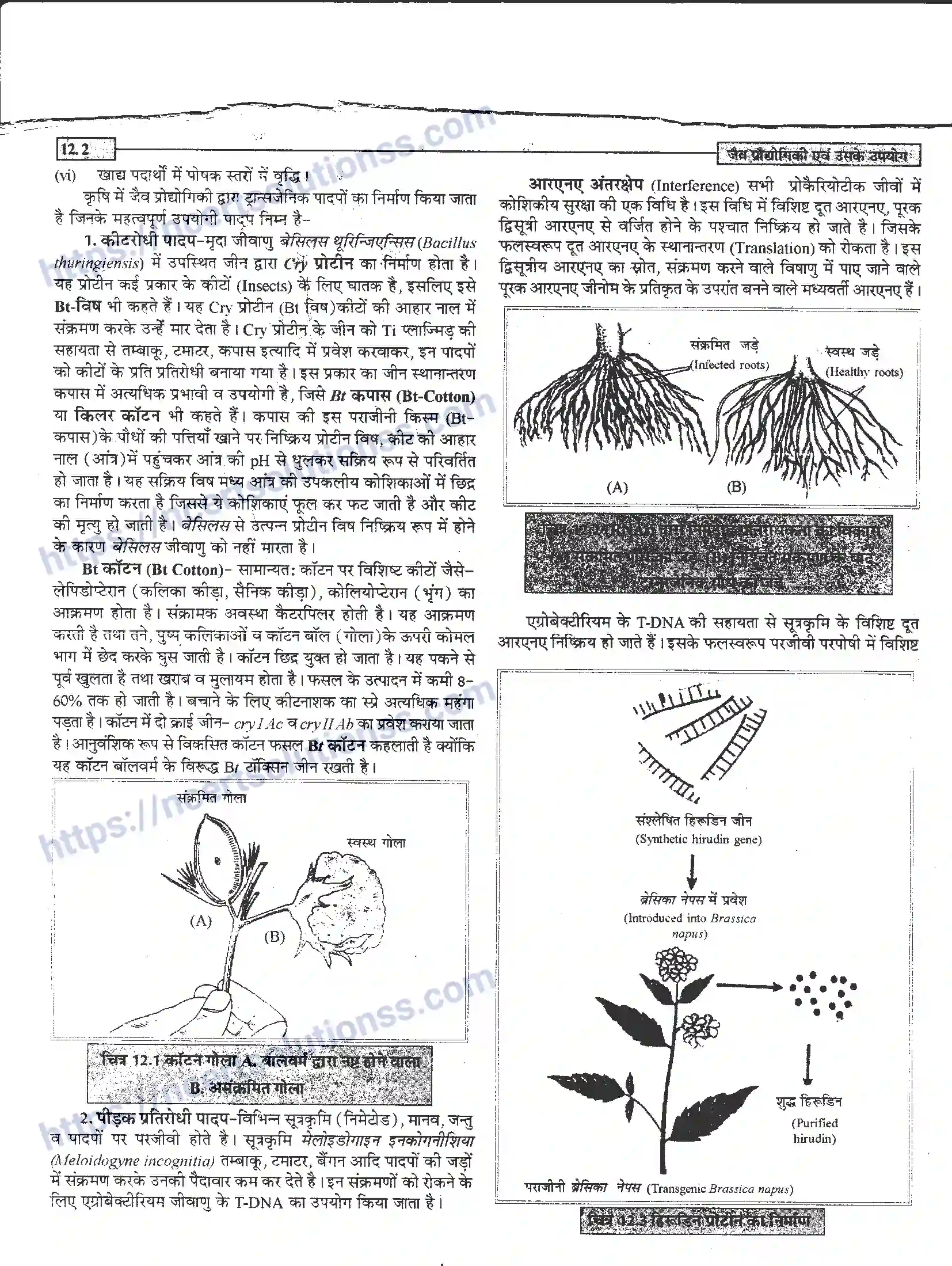 NCERT-Notes-Class-12-जीवand-विज्ञान-जैव-प्रोधोगिकी-एवं-उसके-उपयोग-950-page-2