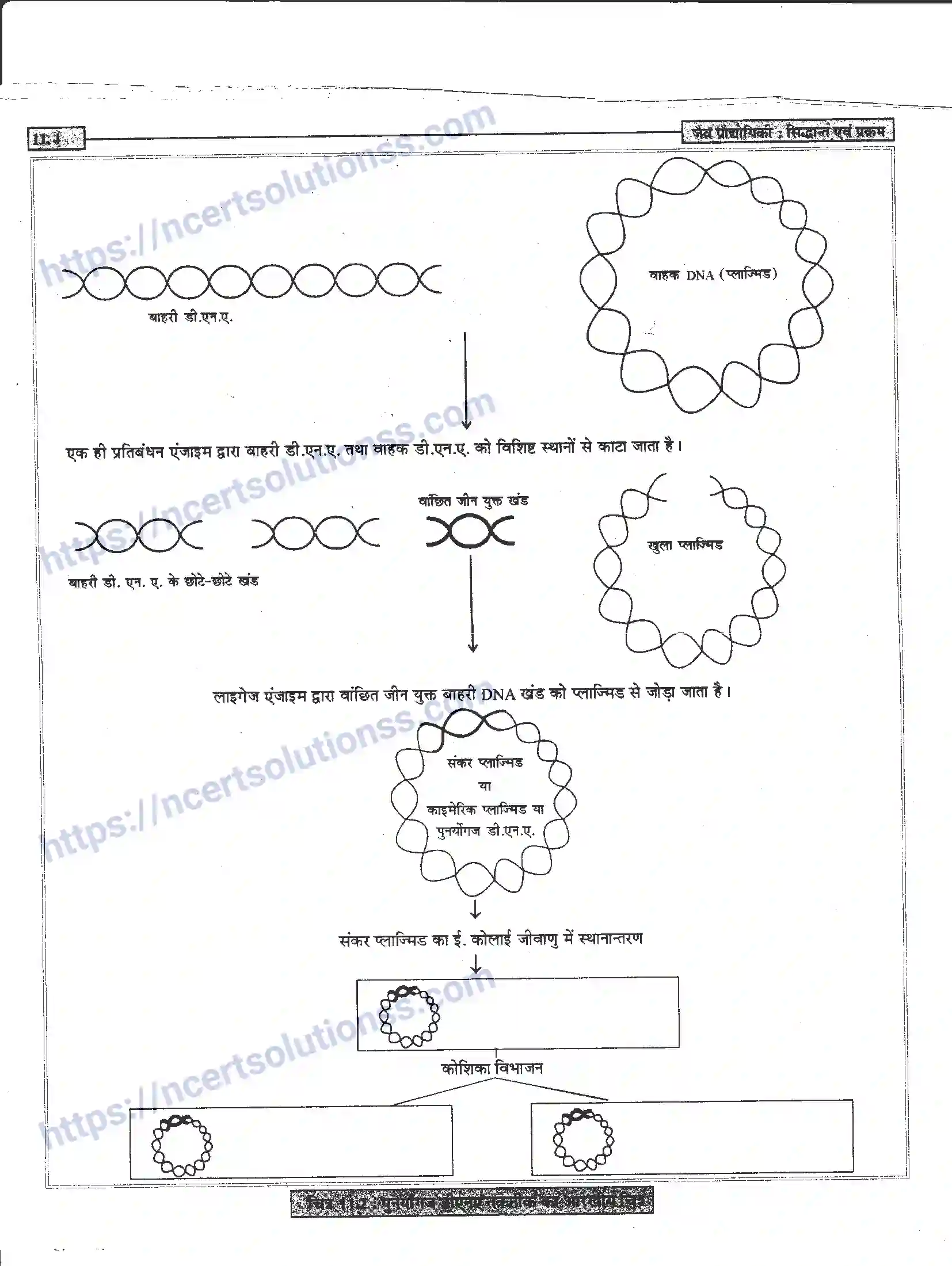 NCERT-Notes-Class-12-जीवand-विज्ञान-जैव-प्रोधोगिकीand--सिद्धान्त-एवं-प्रक्रम-949-page-4