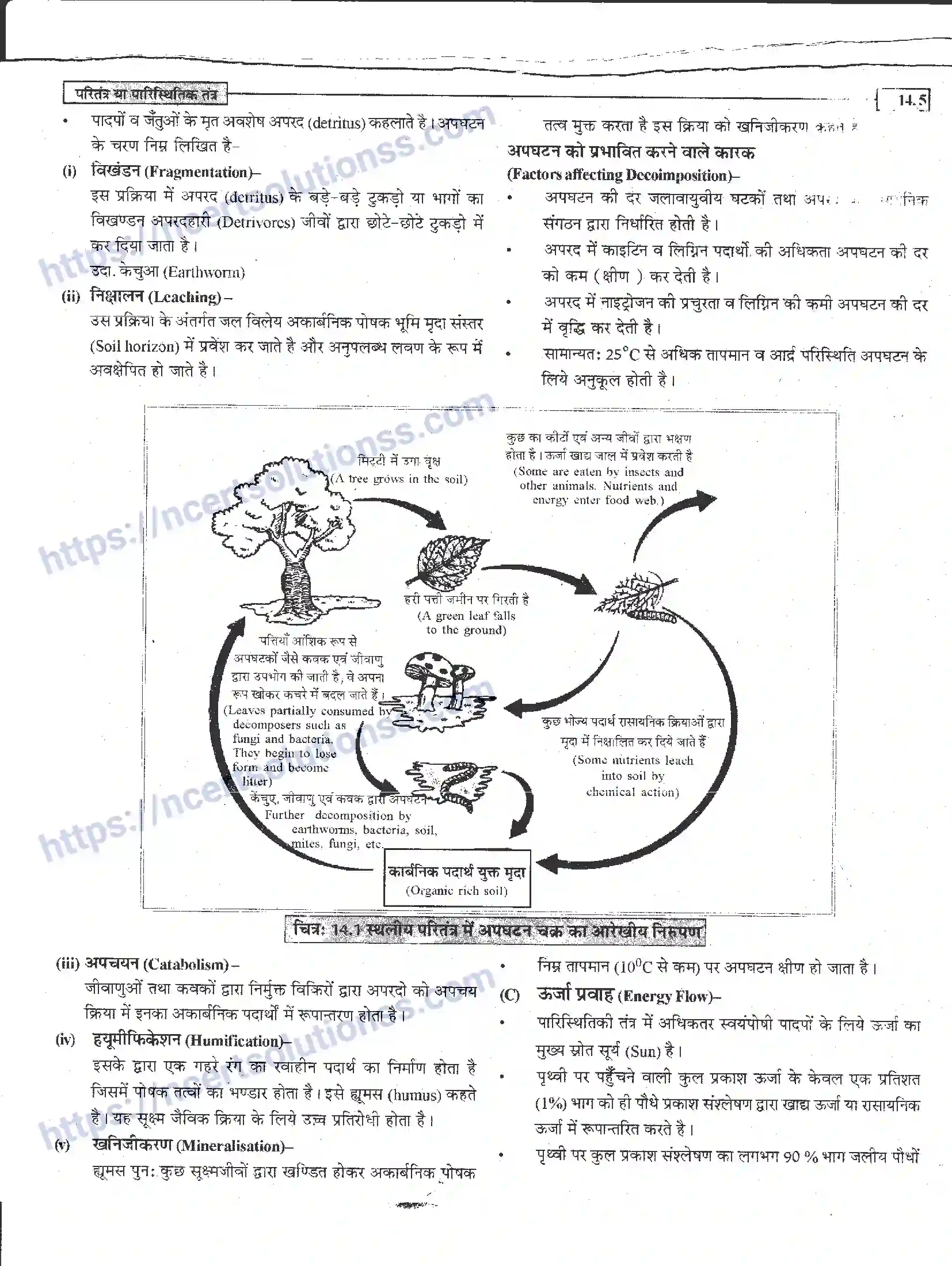 NCERT-Notes-Class-12-जीवand-विज्ञान-पारितंत्र-या-पारिस्थितिक-तंत्र-952-page-5
