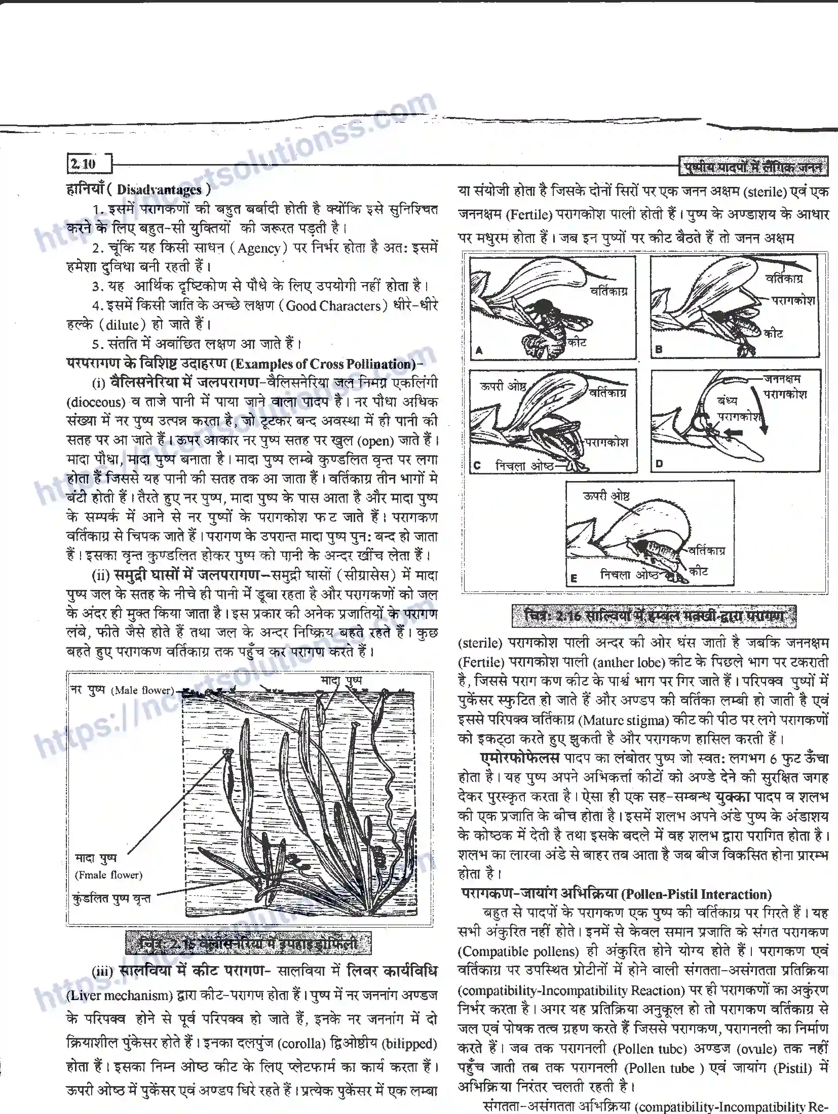 NCERT-Notes-Class-12-जीवand-विज्ञान-पुष्पीय-पादपों-में-लैंगिंक-जनन-940-page-10