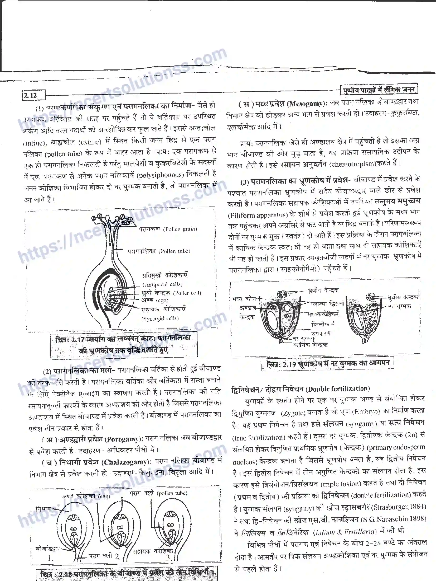NCERT-Notes-Class-12-जीवand-विज्ञान-पुष्पीय-पादपों-में-लैंगिंक-जनन-940-page-12