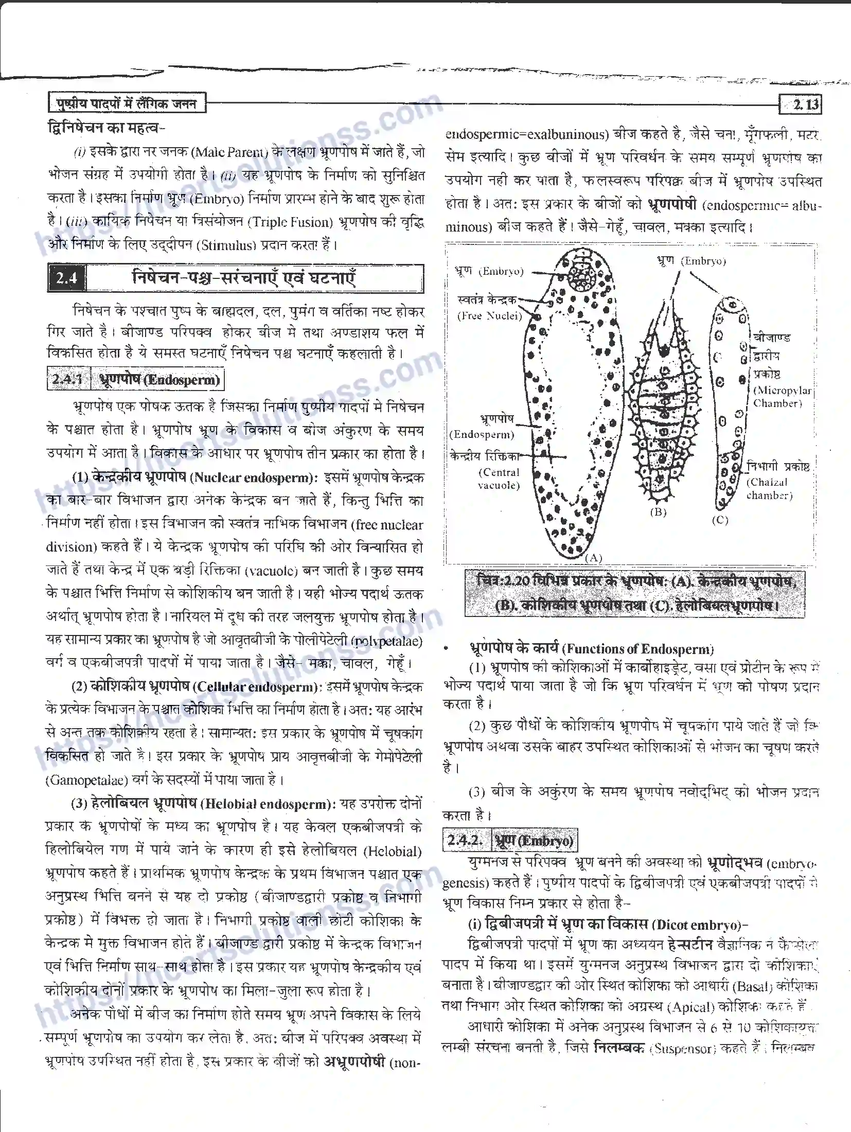 NCERT-Notes-Class-12-जीवand-विज्ञान-पुष्पीय-पादपों-में-लैंगिंक-जनन-940-page-13