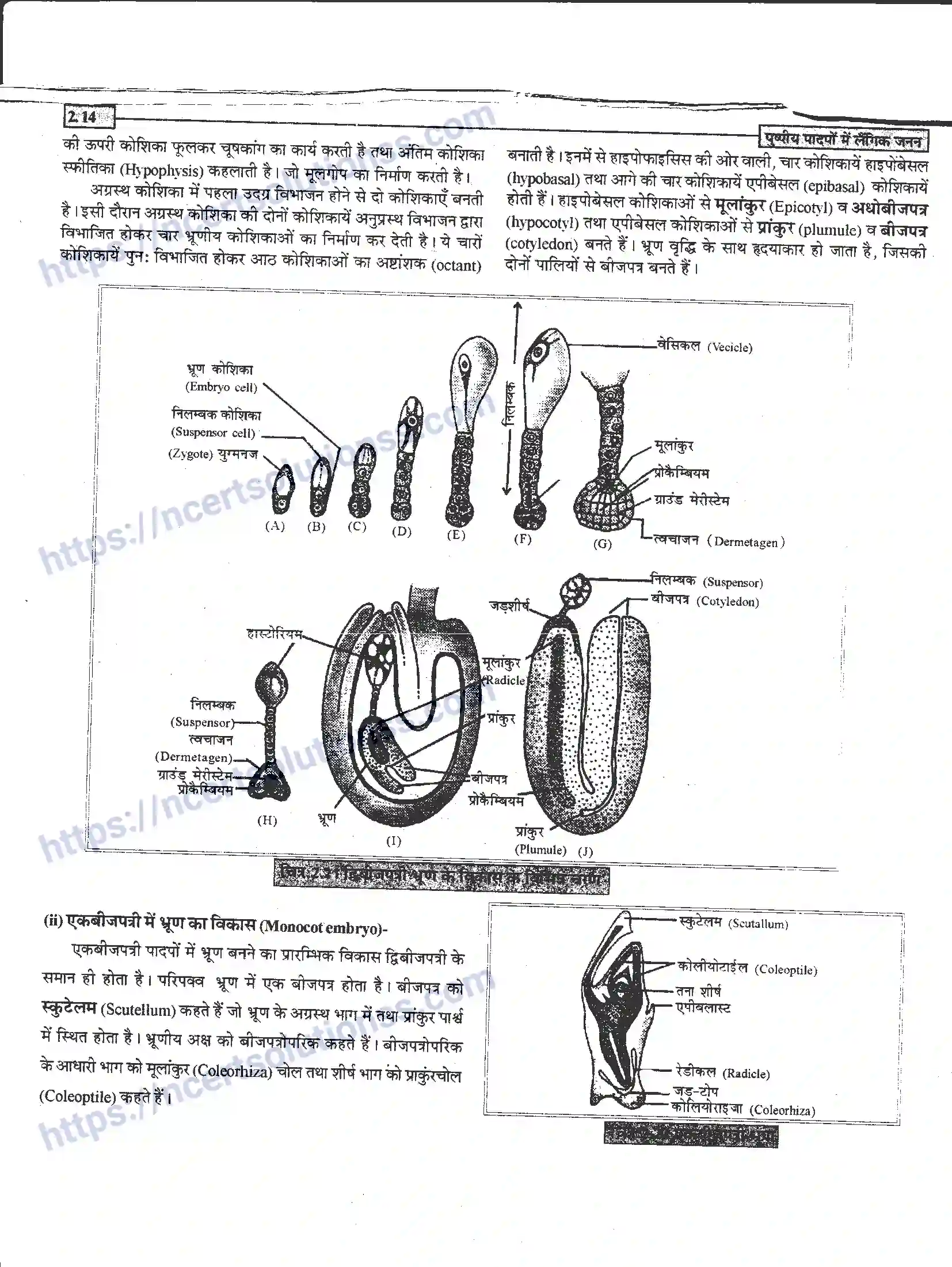 NCERT-Notes-Class-12-जीवand-विज्ञान-पुष्पीय-पादपों-में-लैंगिंक-जनन-940-page-14