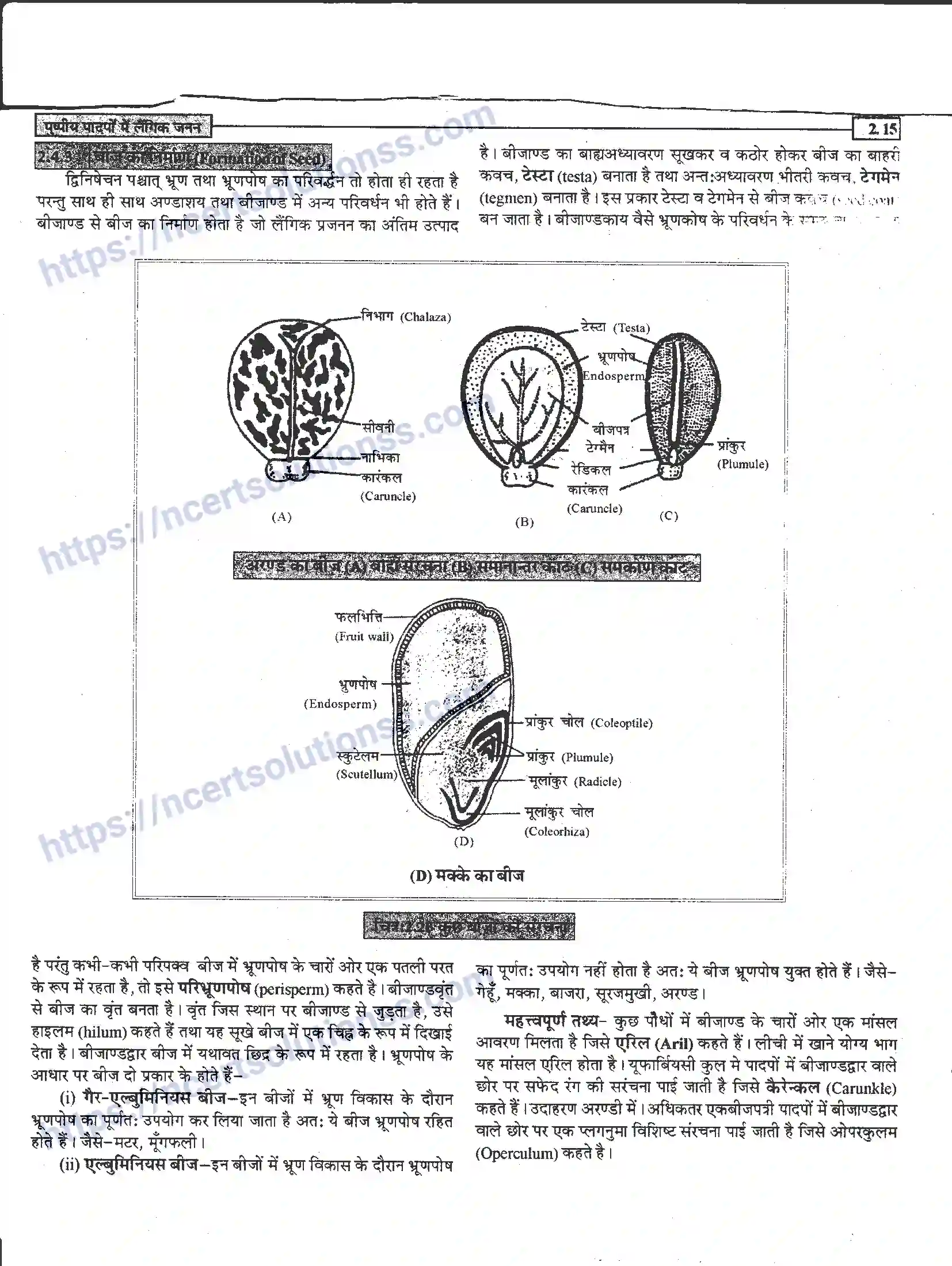NCERT-Notes-Class-12-जीवand-विज्ञान-पुष्पीय-पादपों-में-लैंगिंक-जनन-940-page-15